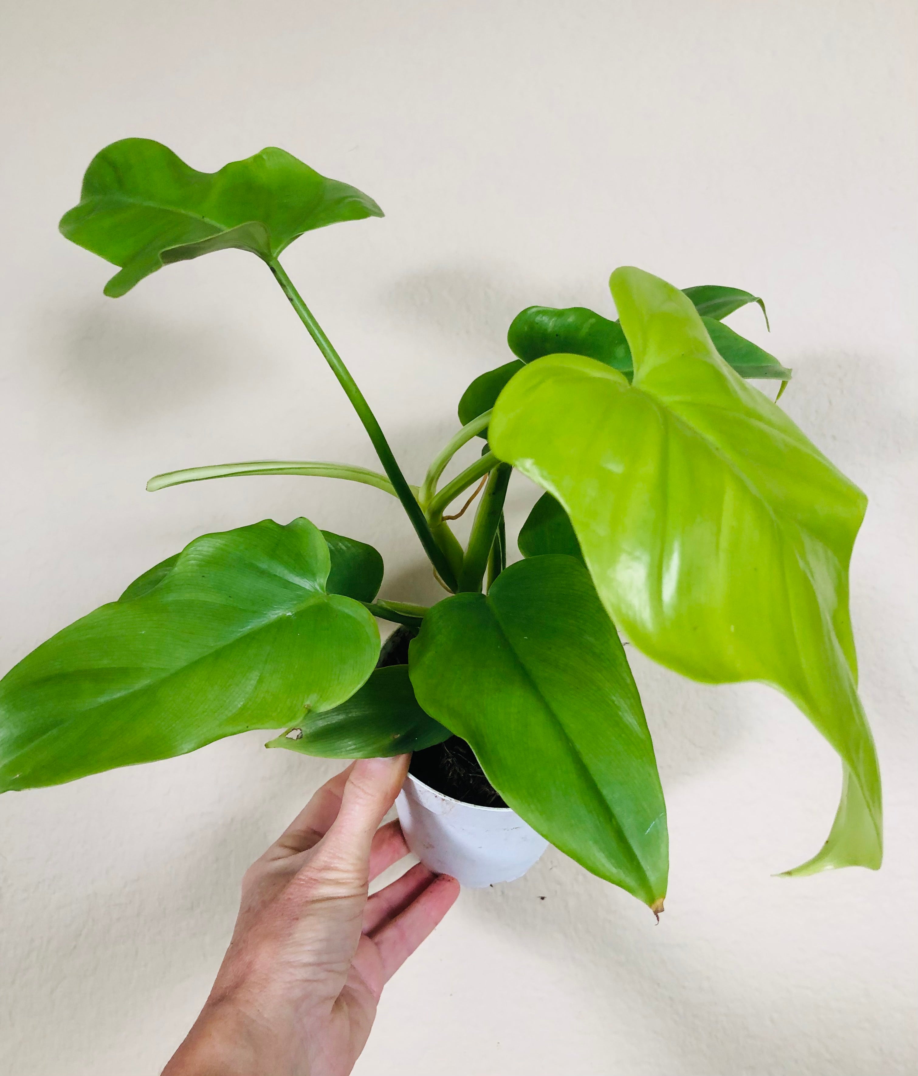 Philodendron 'Golden Violin'