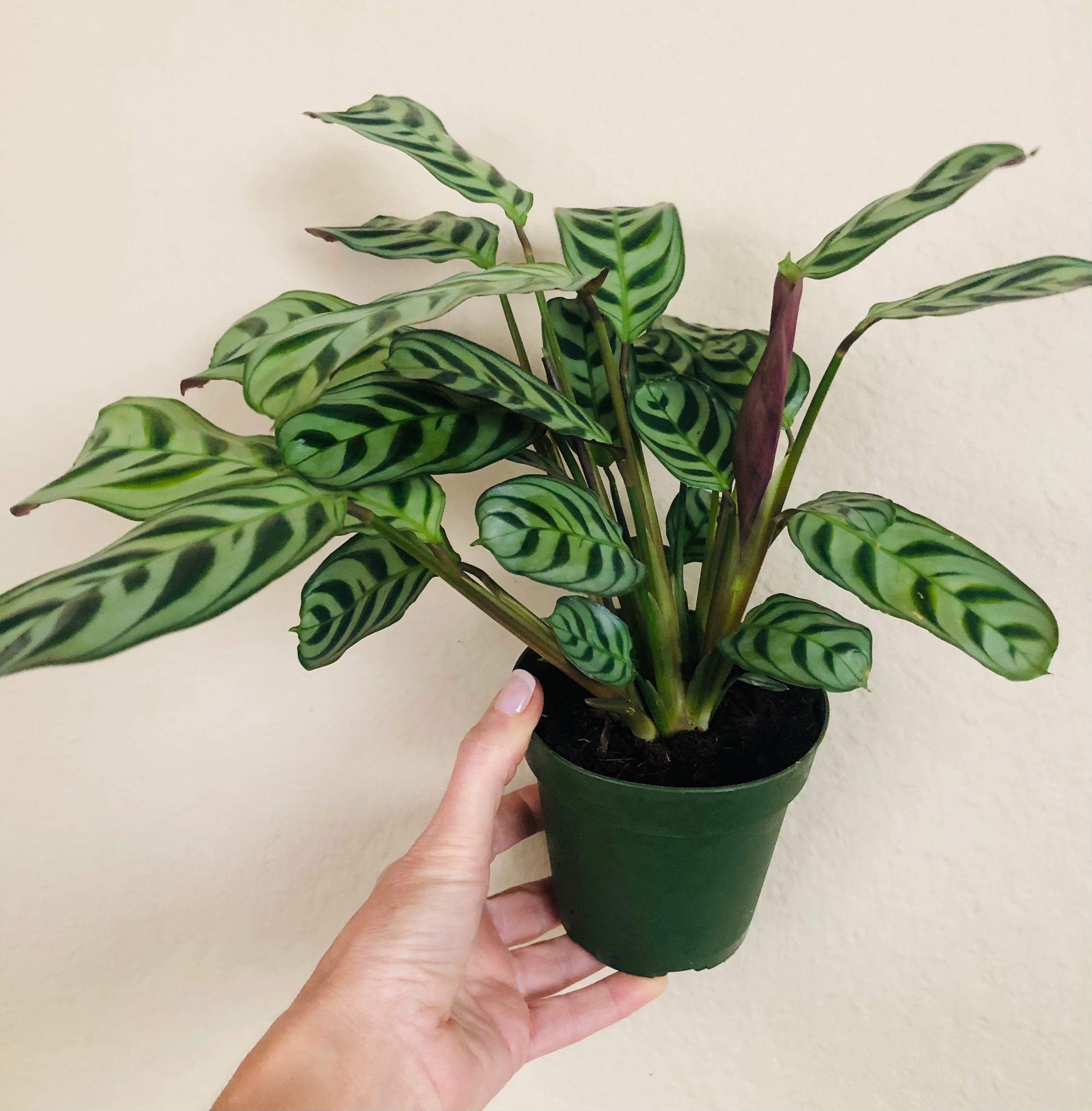 Calathea 'Burle Marxii'