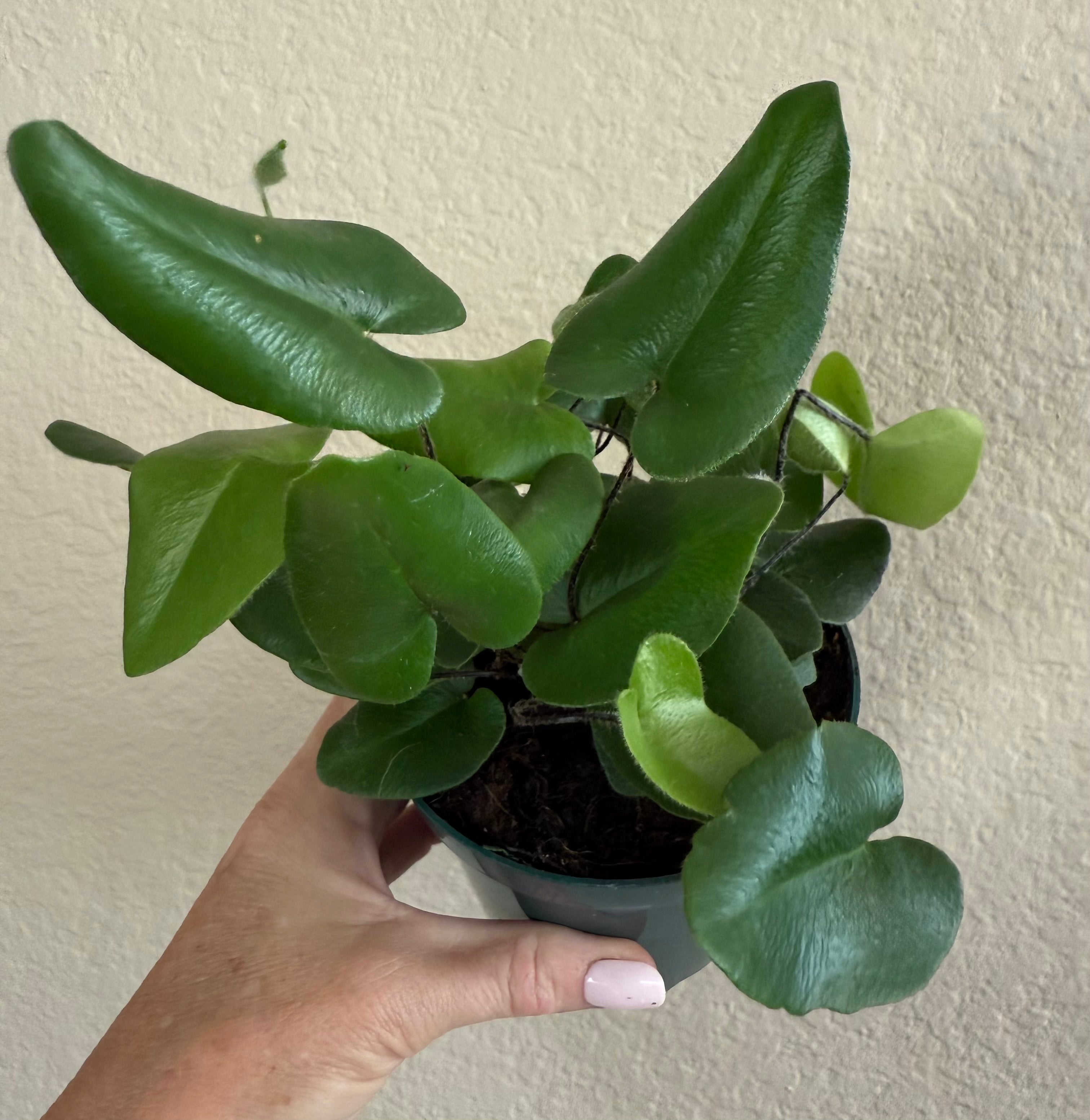 Fern 'Heart'