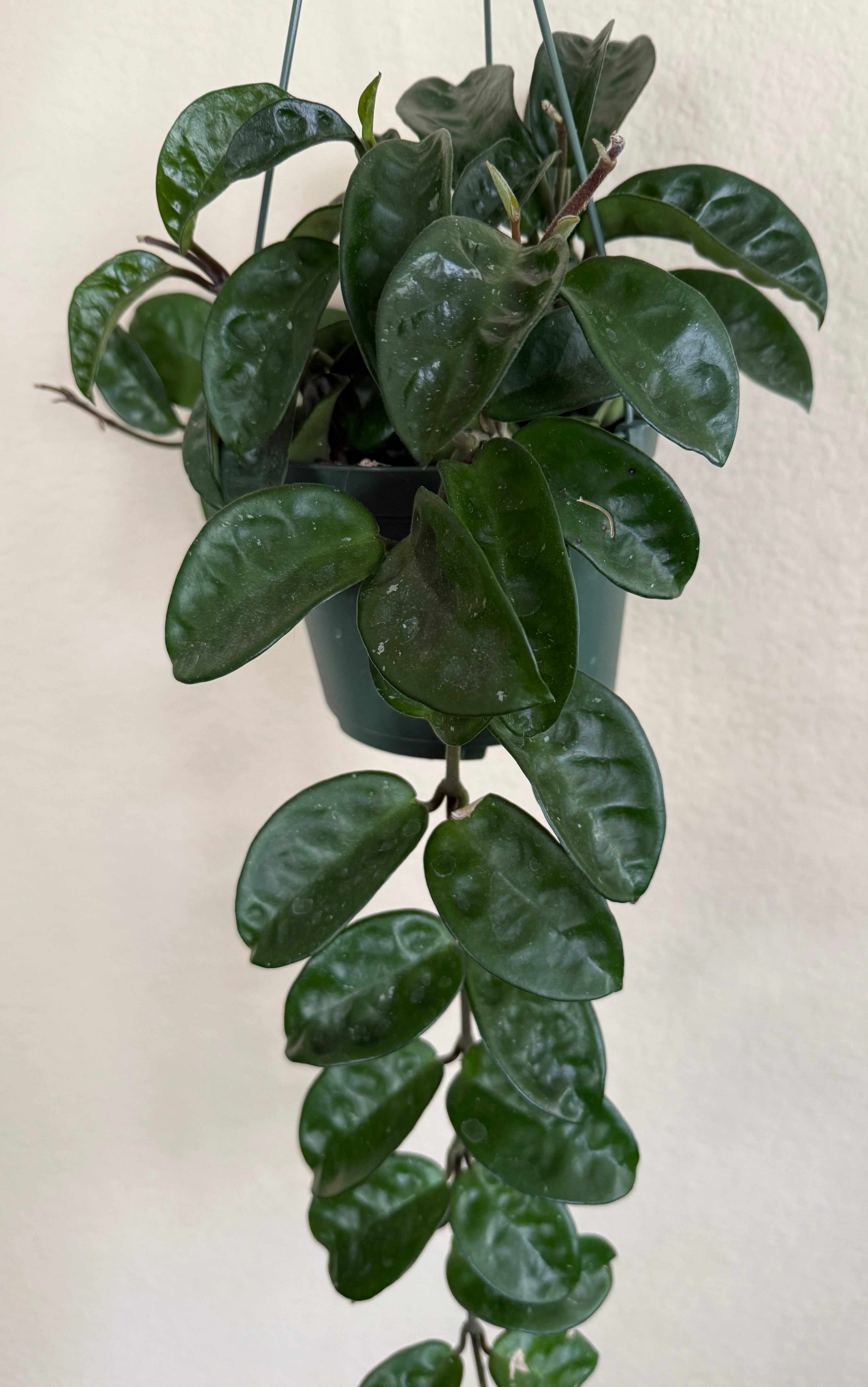 Hoya 'Krinkle'