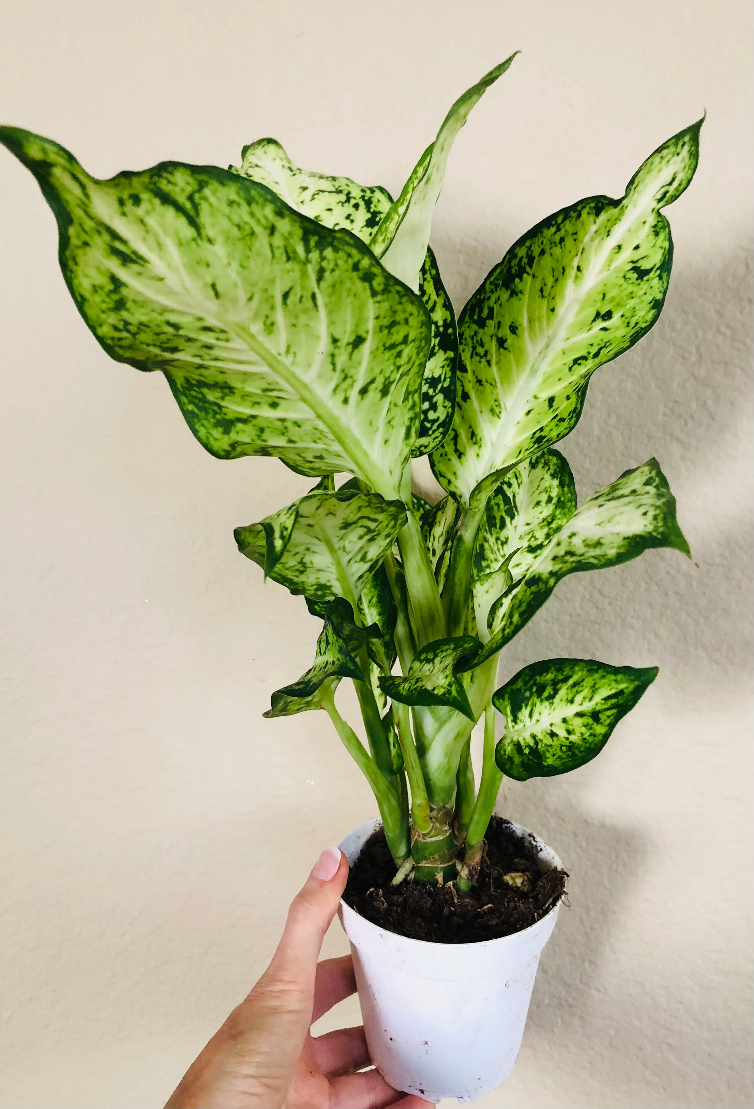 Dieffenbachia 'Amy'