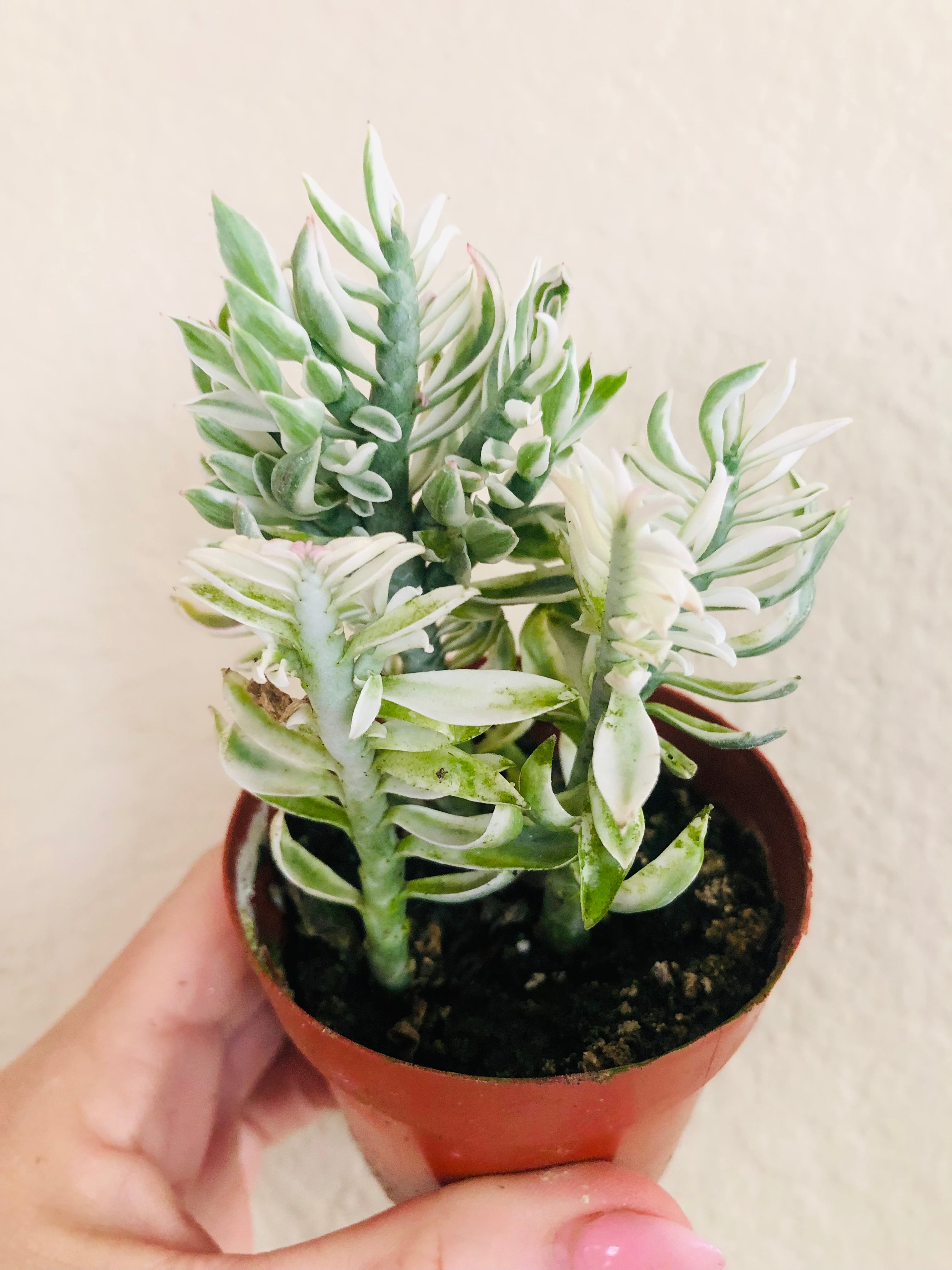 Devil's Backbone Variegated