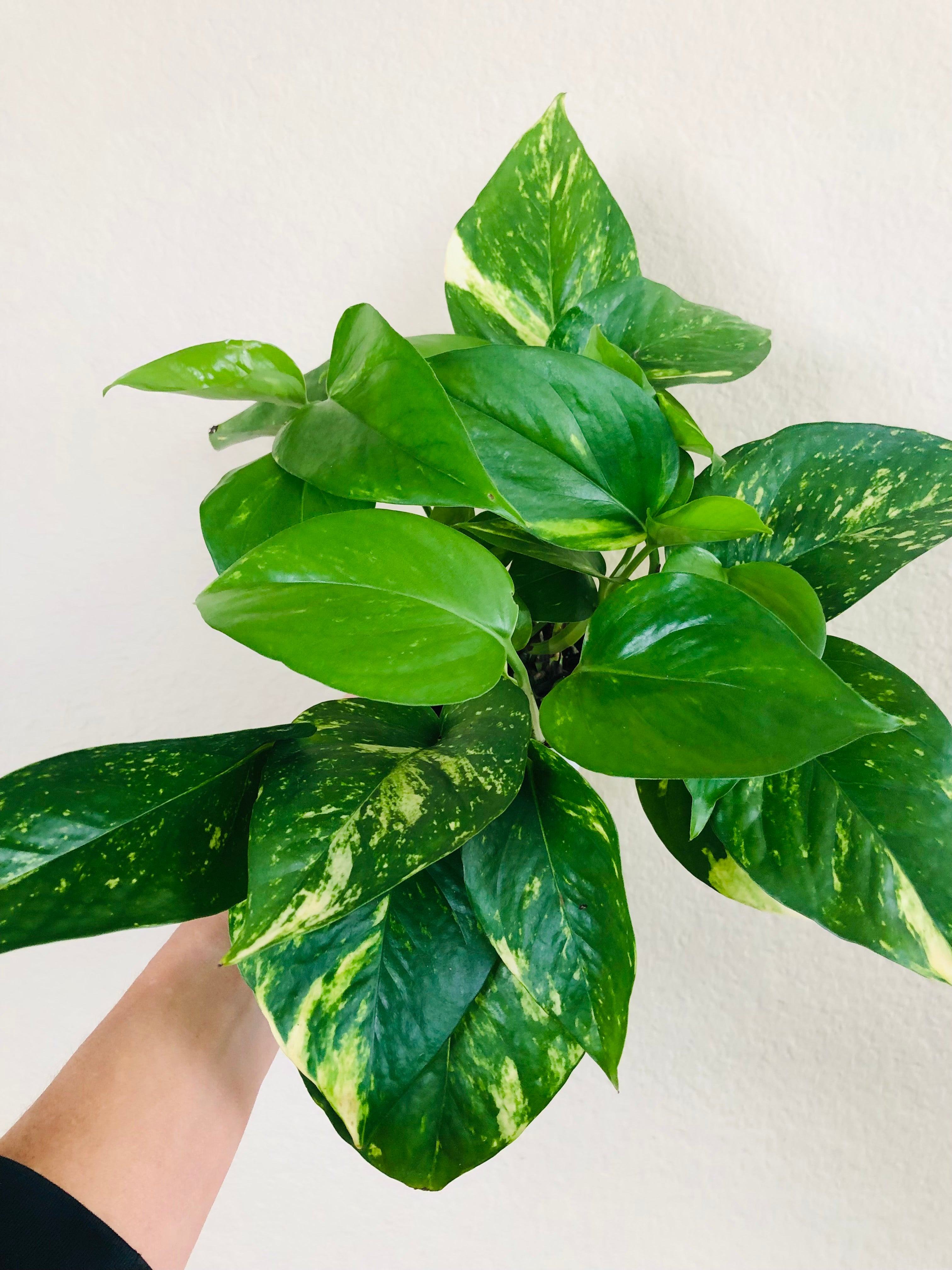Pothos 'Golden'