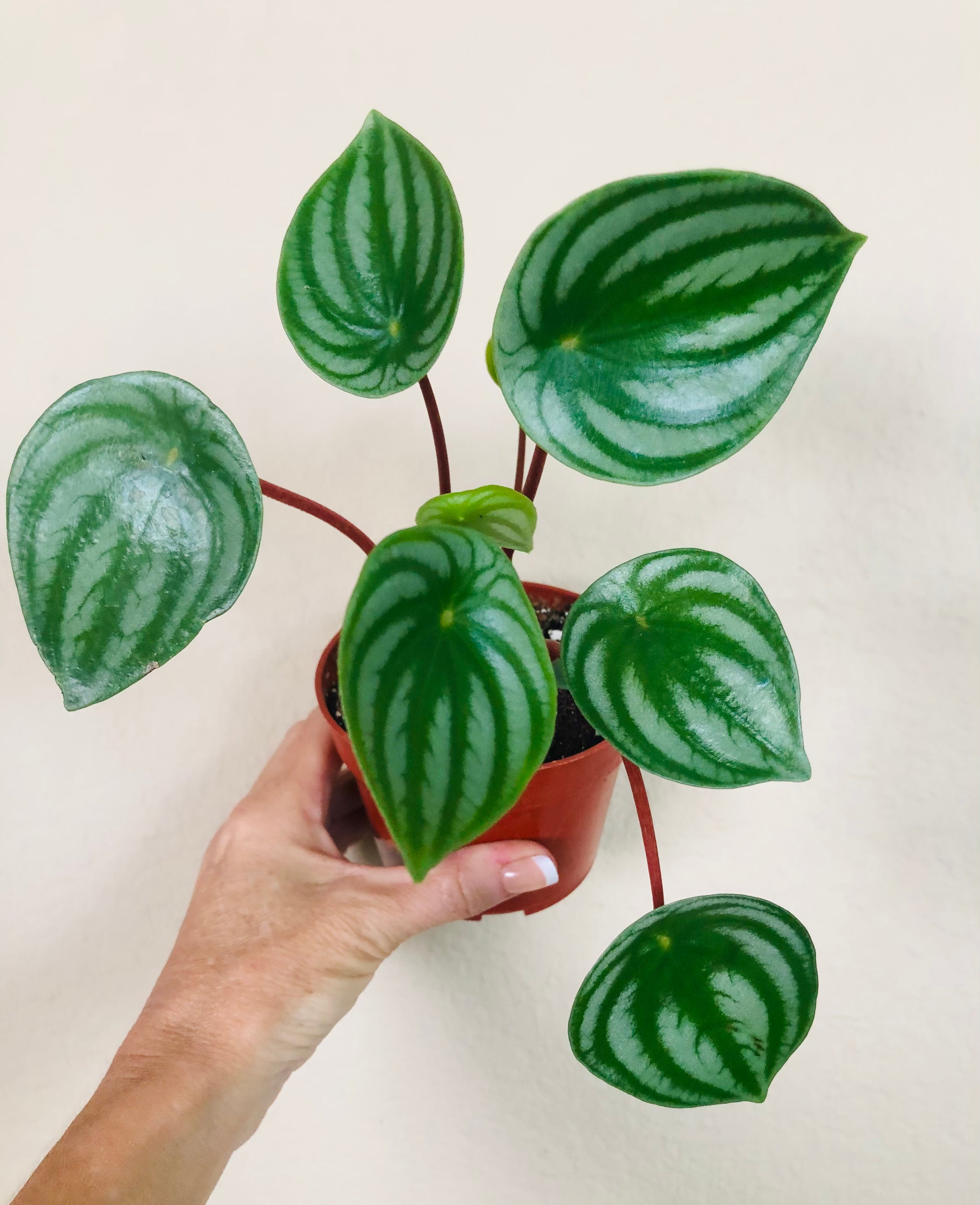 Peperomia 'Watermelon'