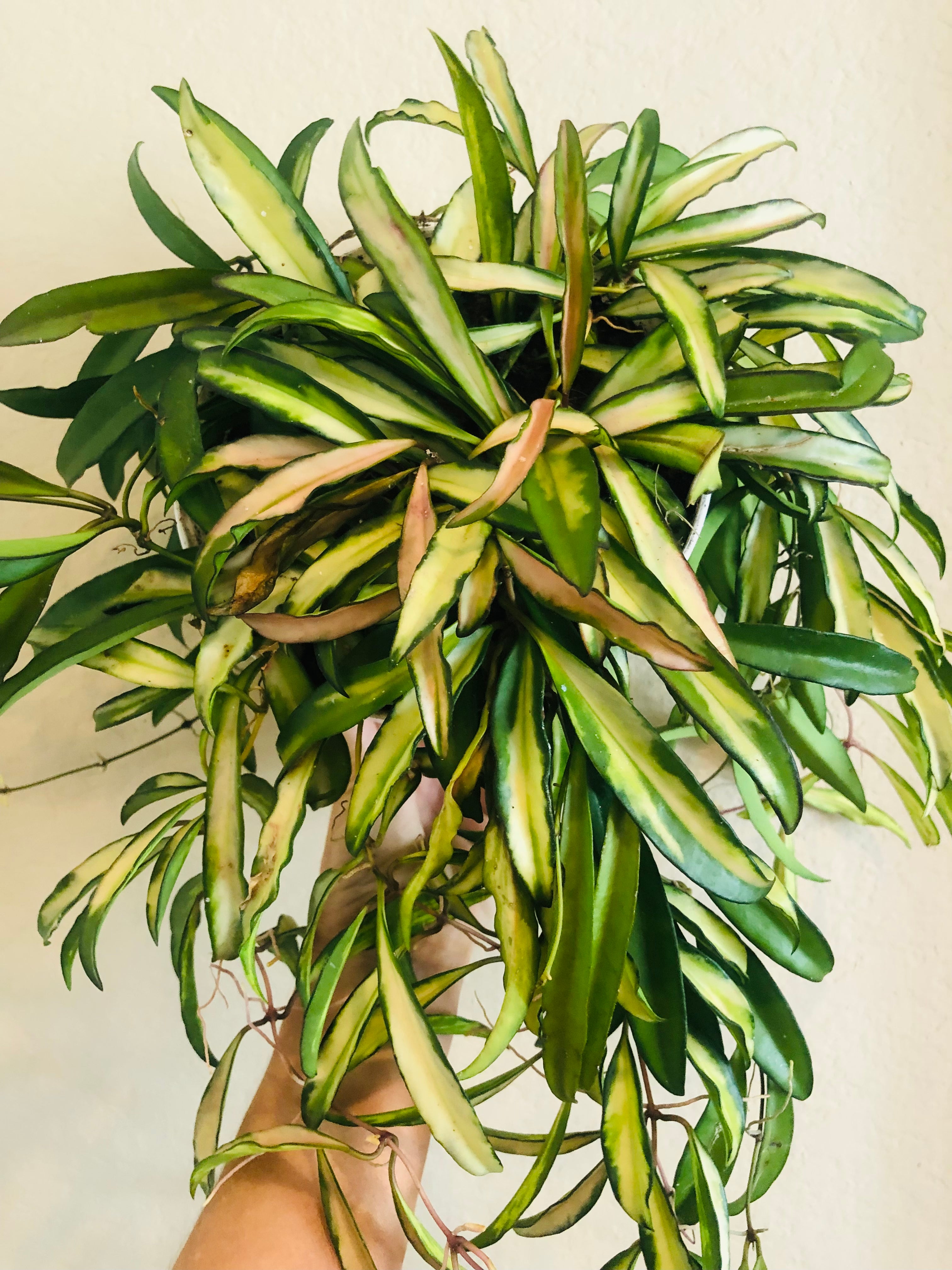 Hoya 'Wayetii' Variegated