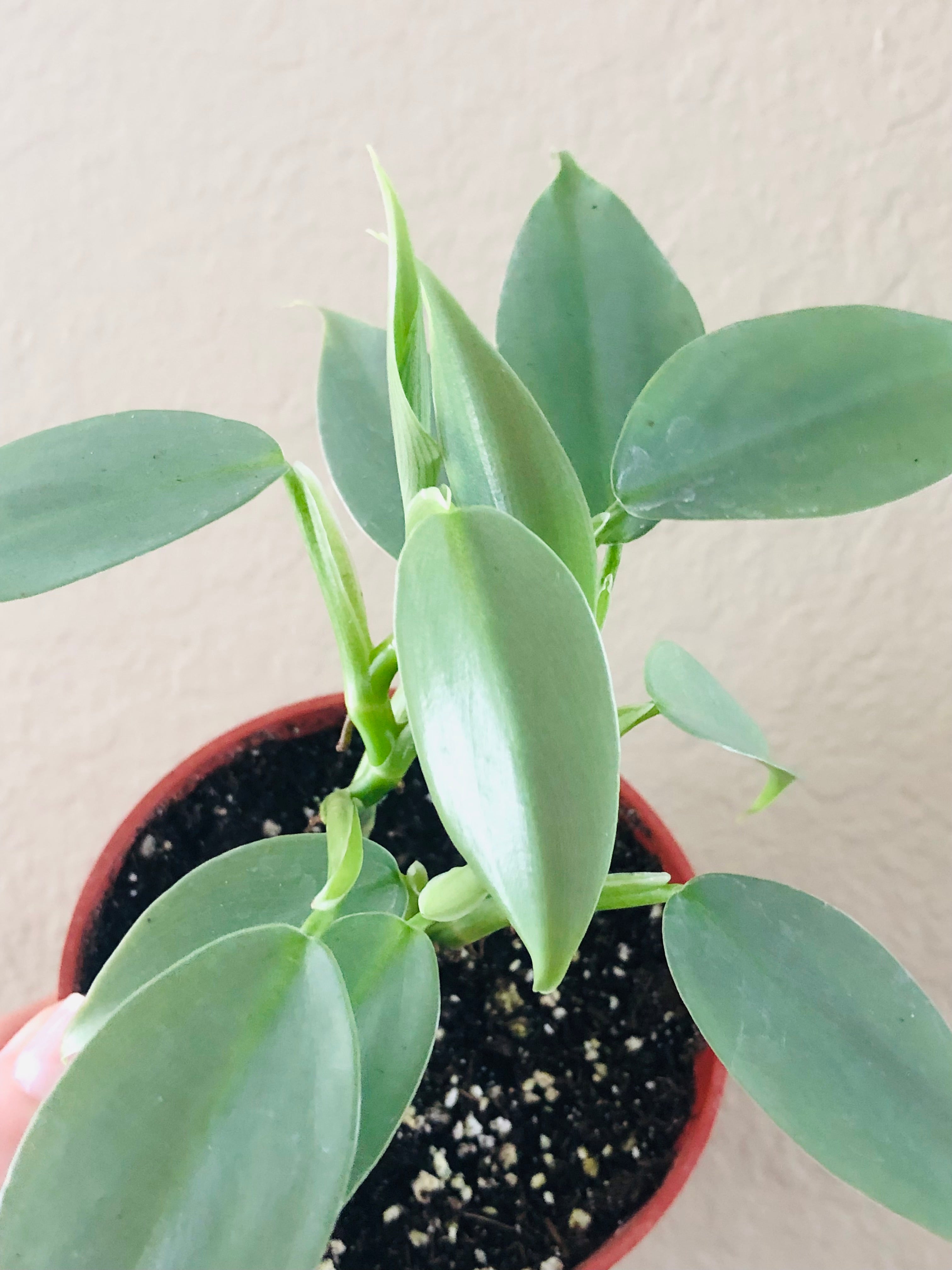 Philodendron 'Silver Sword'