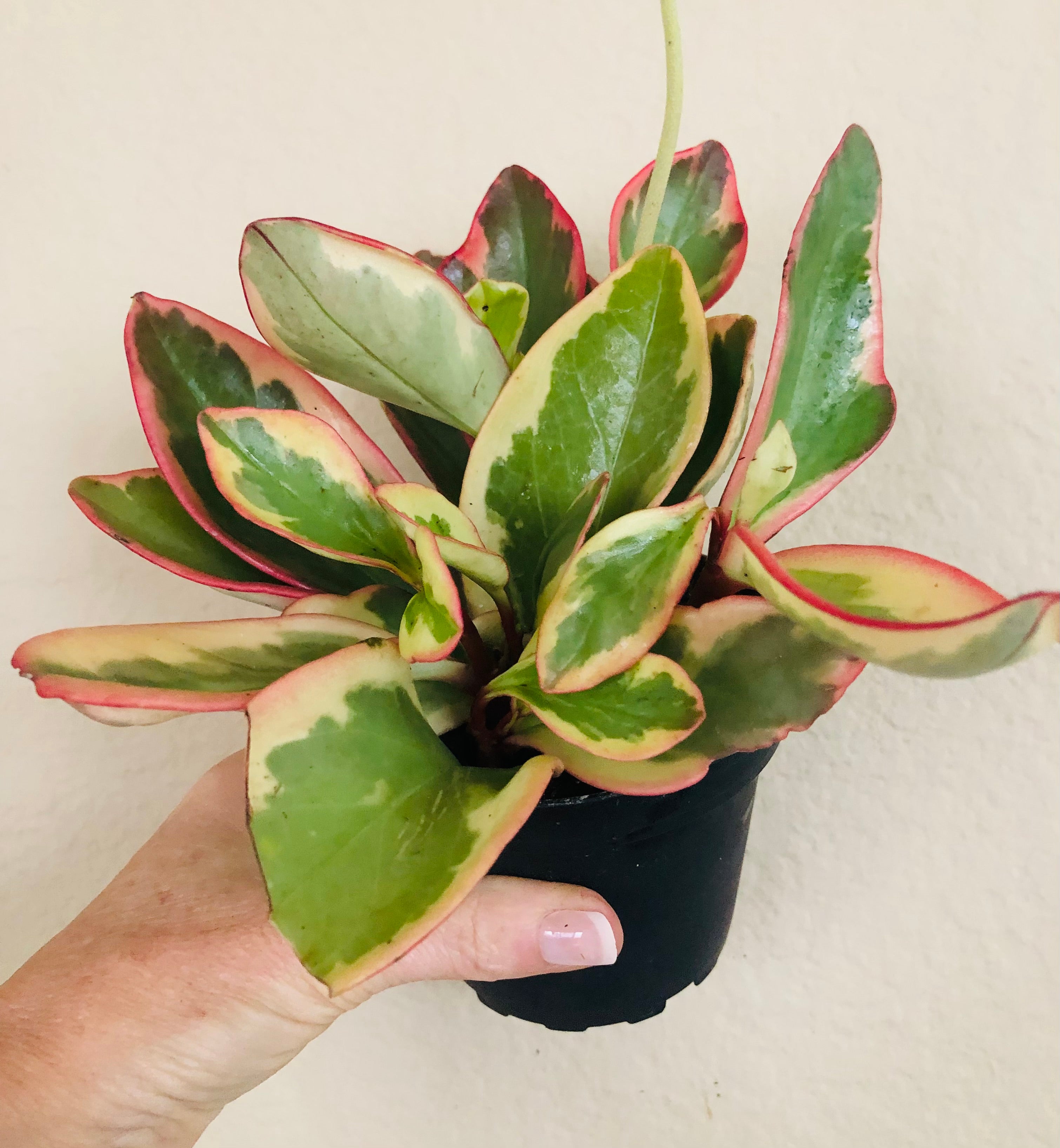 Peperomia 'Ginny'