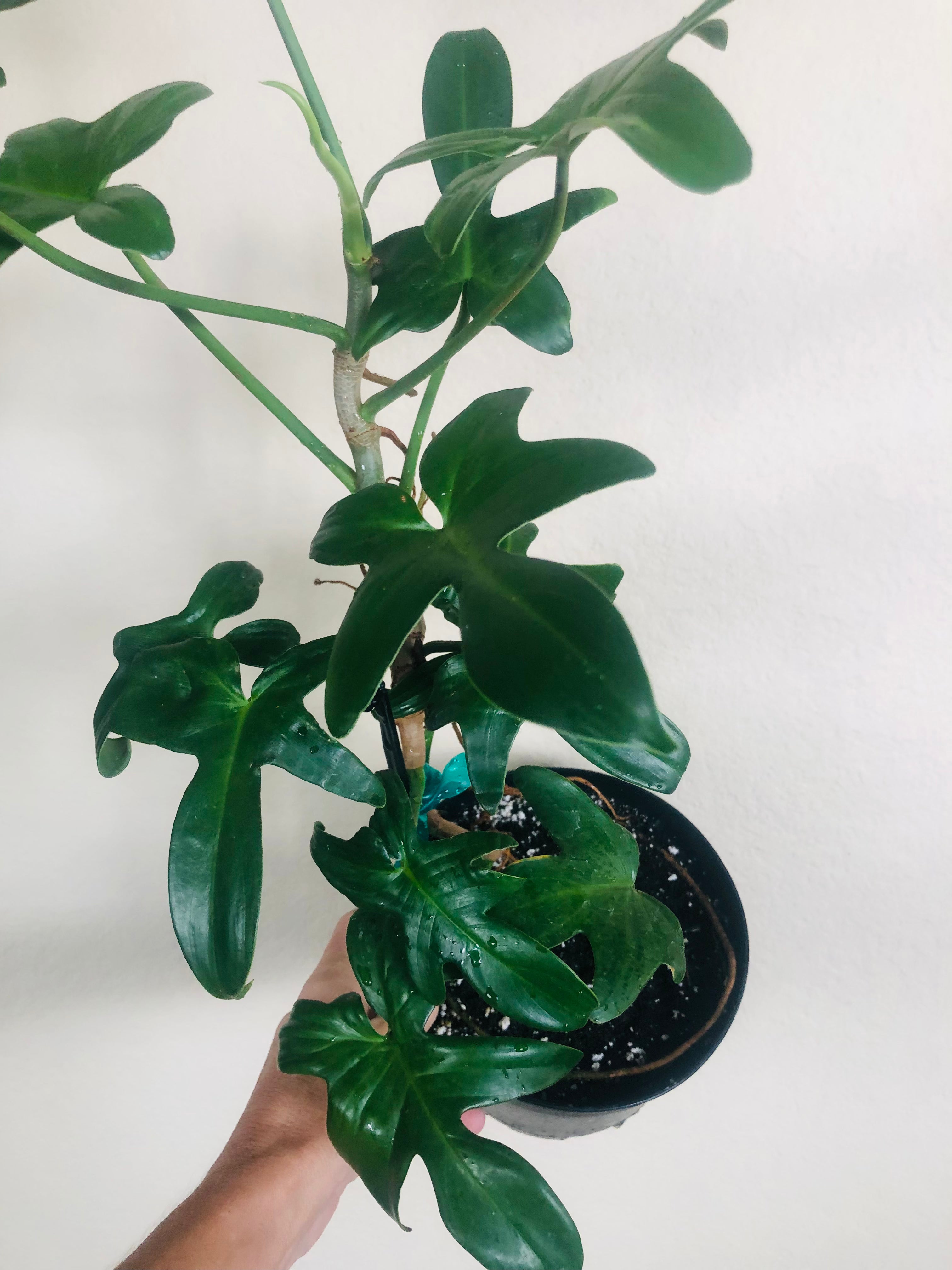 Philodendron Pedatum