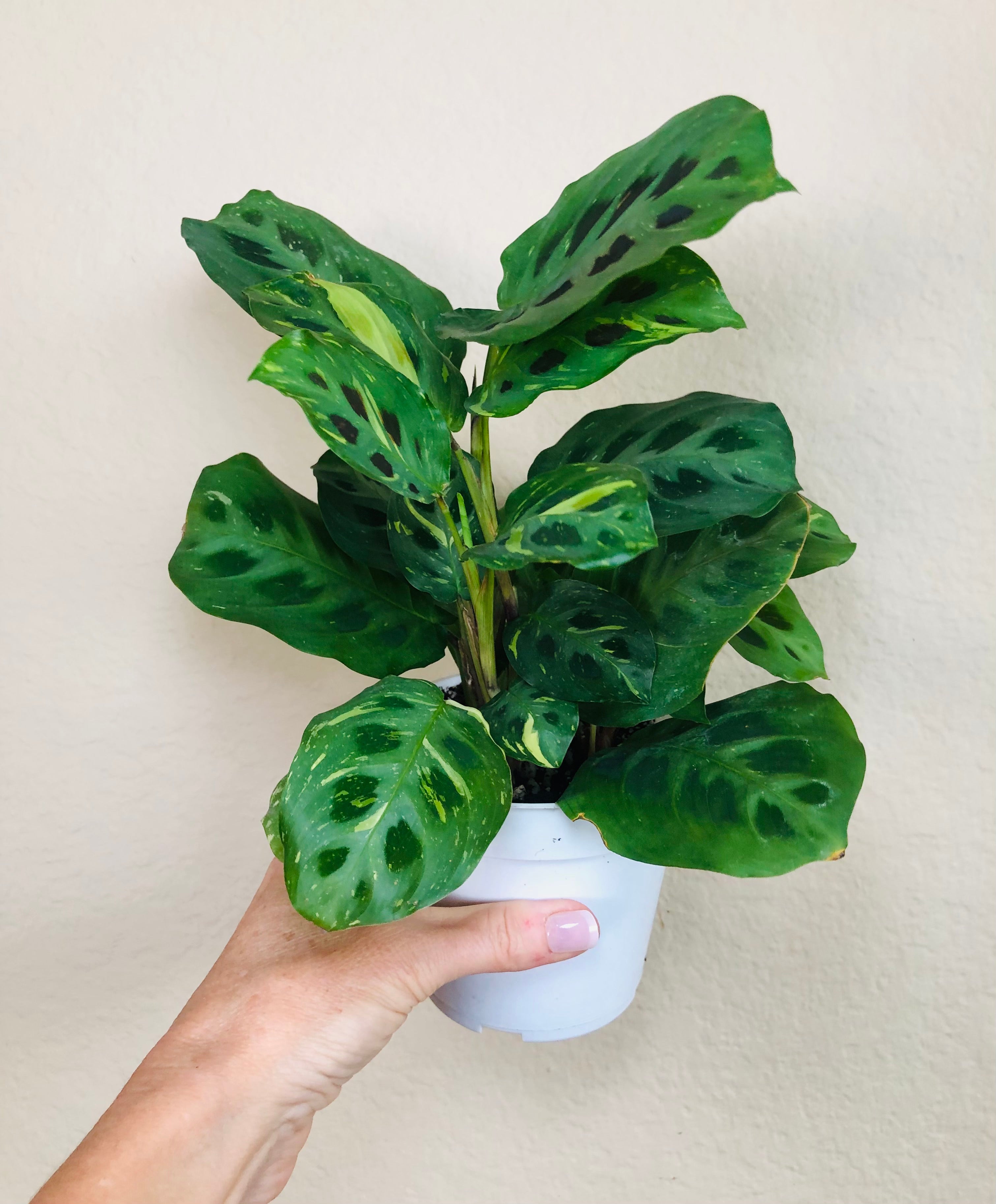 Maranta Leuconeura Kerchoveana | Rabbits Foot | Variegated