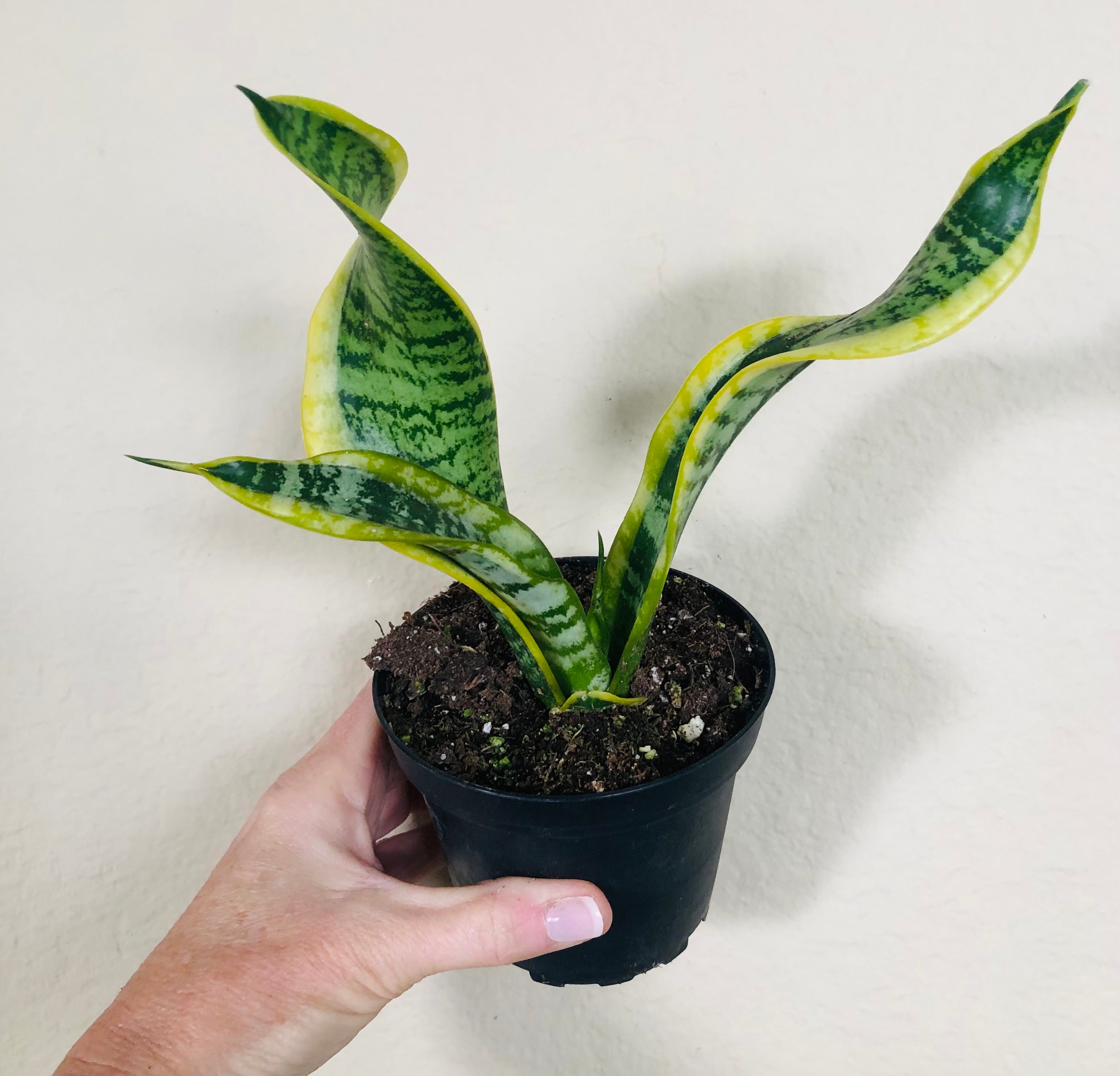 Sansevieria Trifasciata 'Twisted Sister'