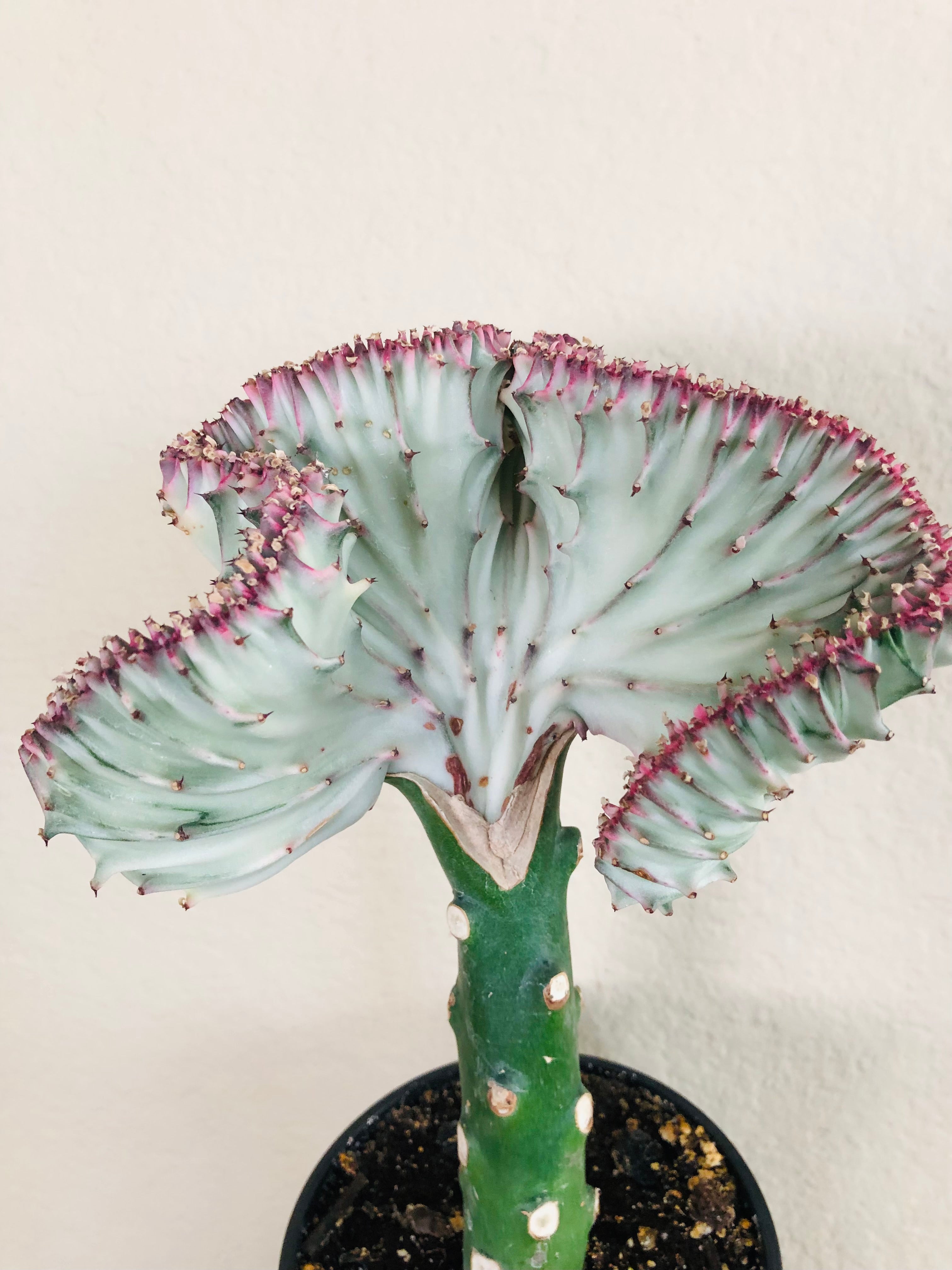 Euphorbia lactea Cristata 'Coral Cactus'