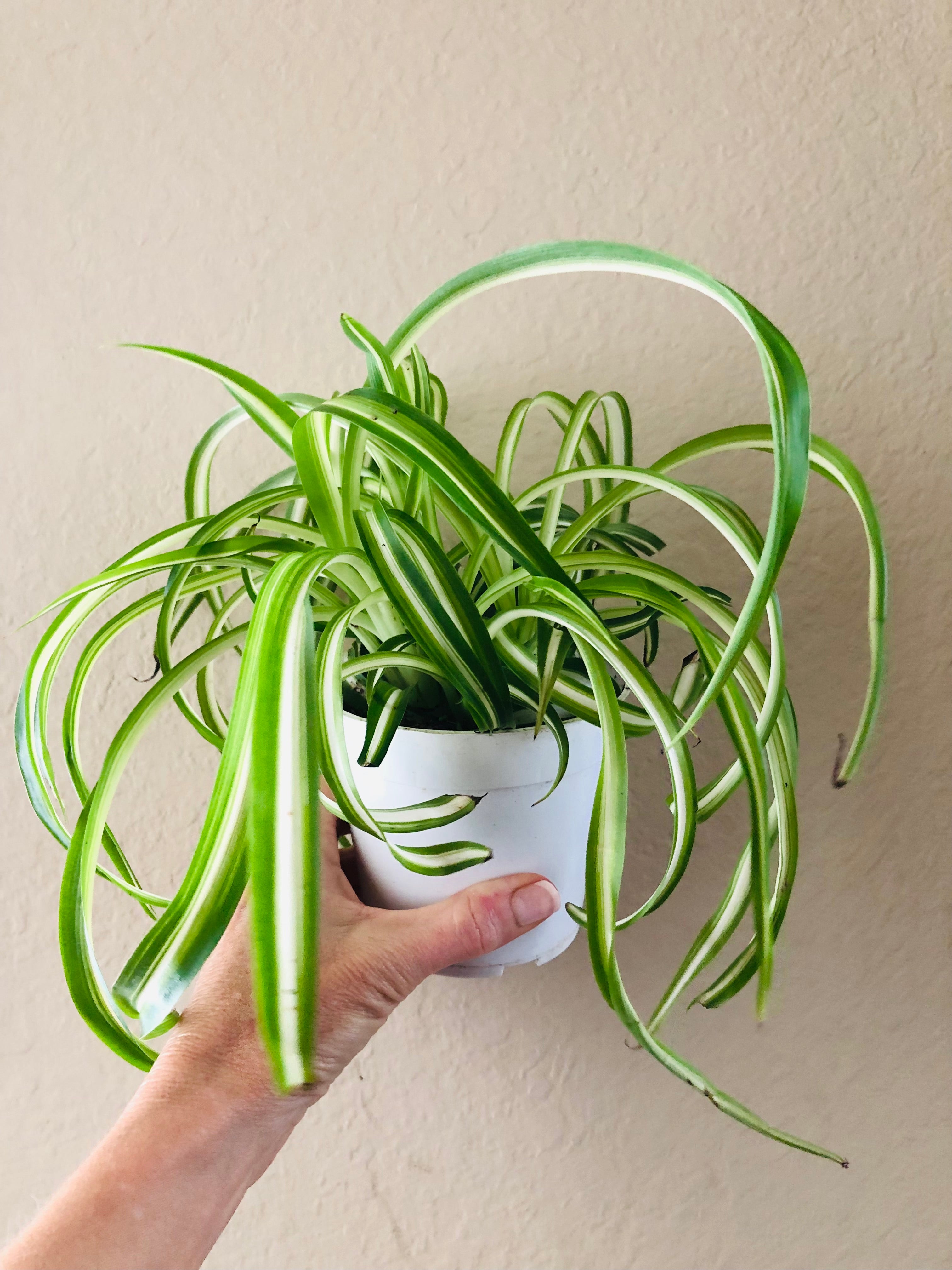 Chlorophytum Spider ‘Variegated’