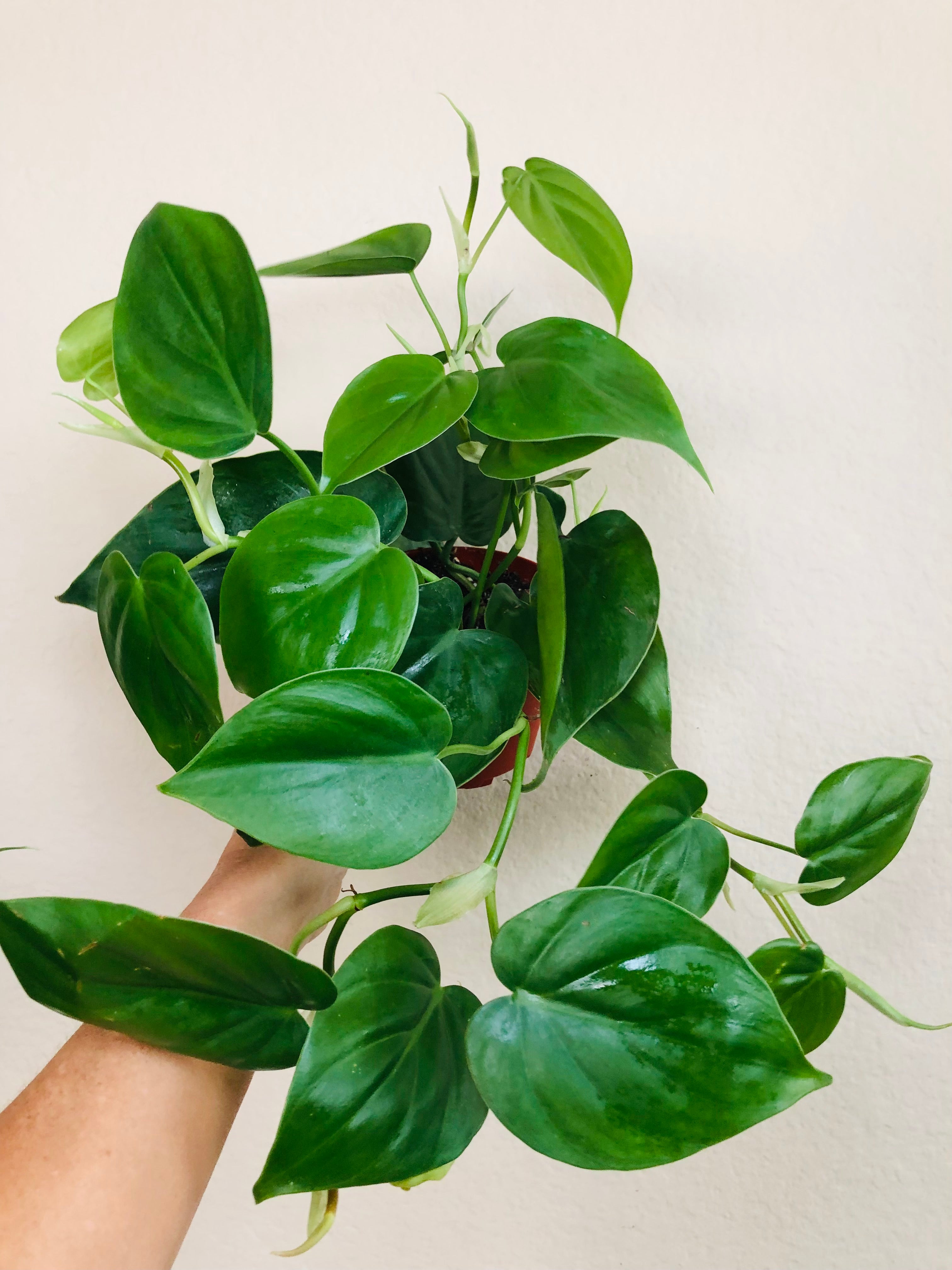 Philodendron Cordatum 'Heartleaf'