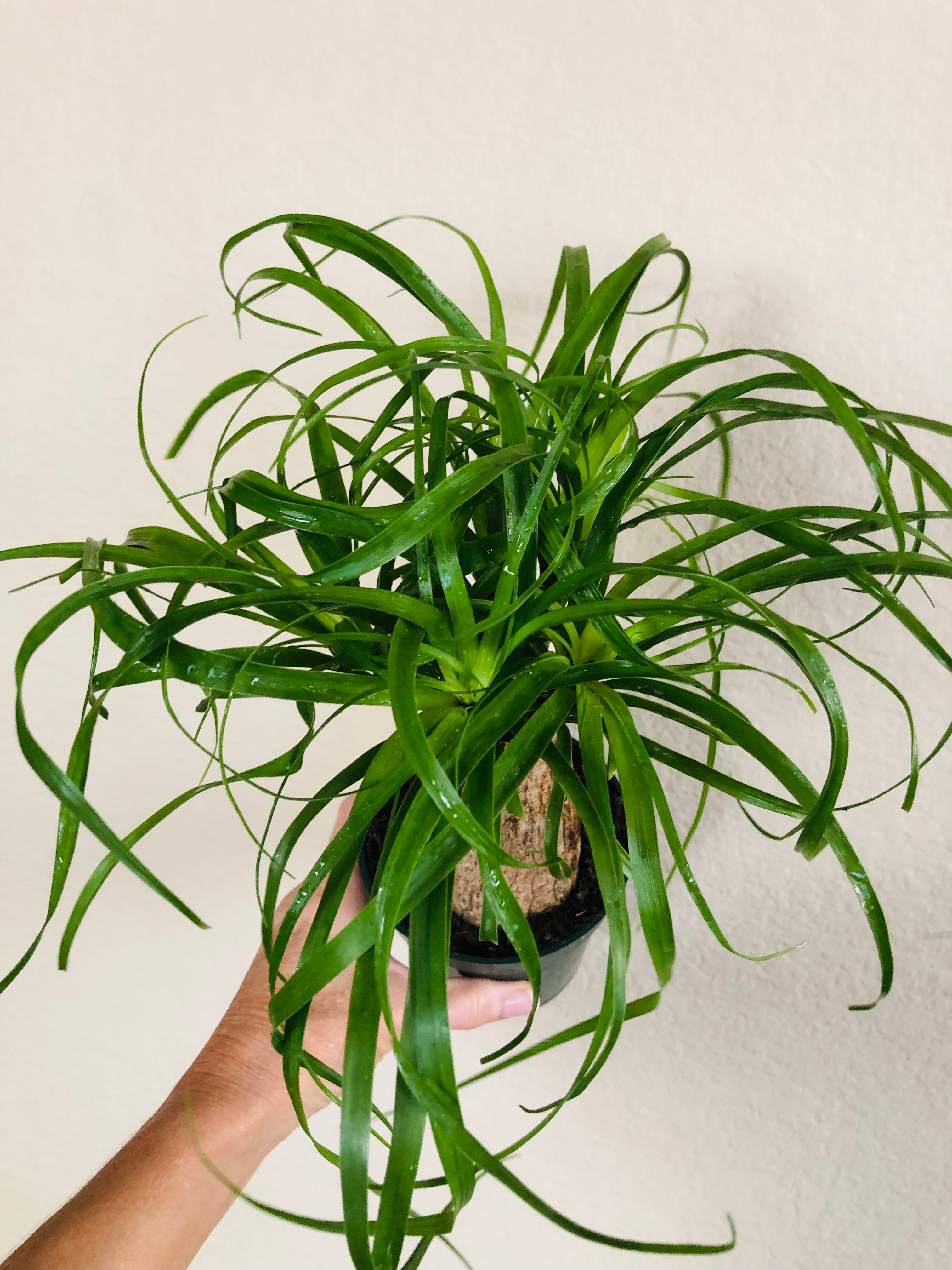 Ponytail Palm