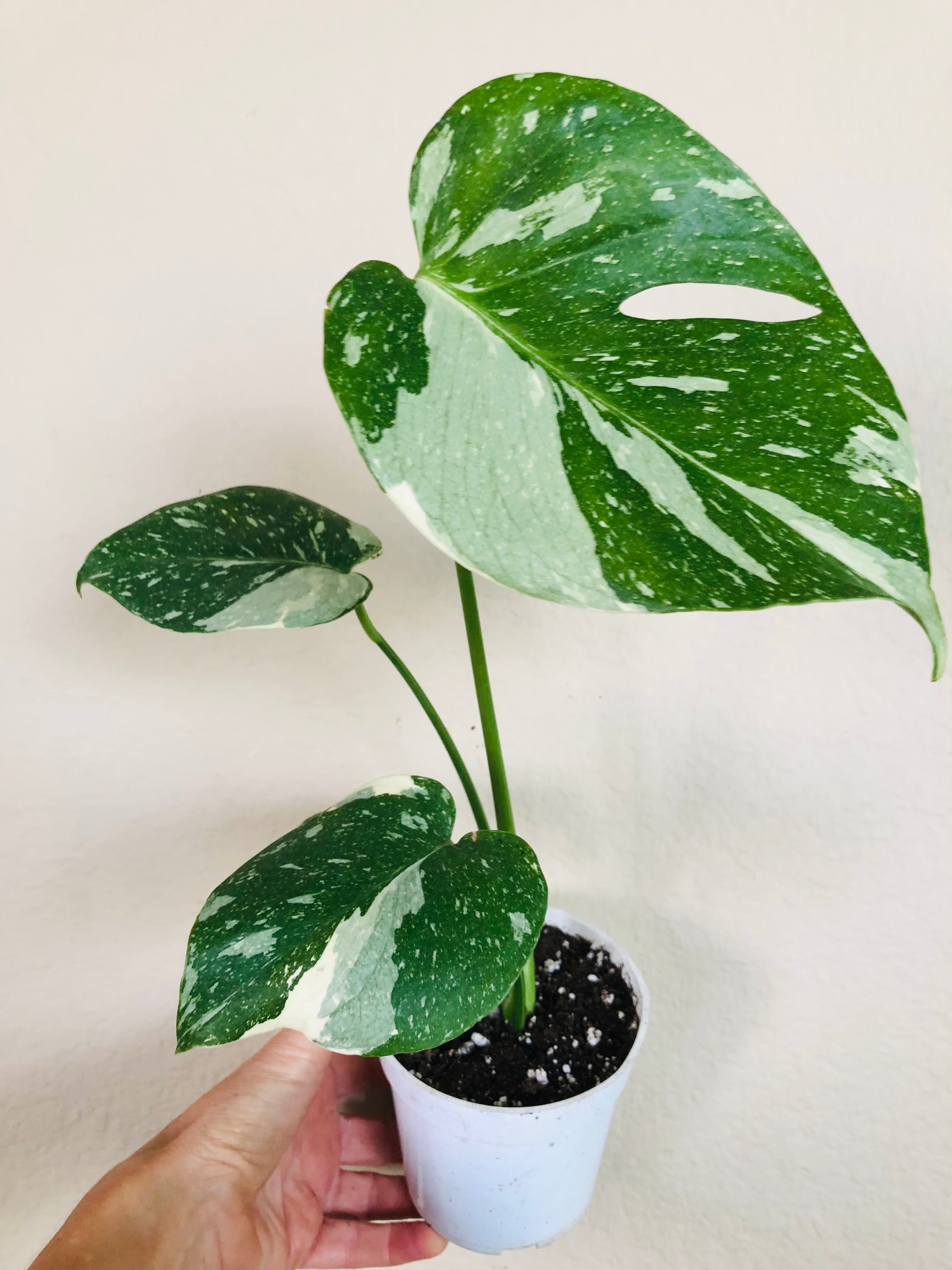 Monstera Thai Constellation