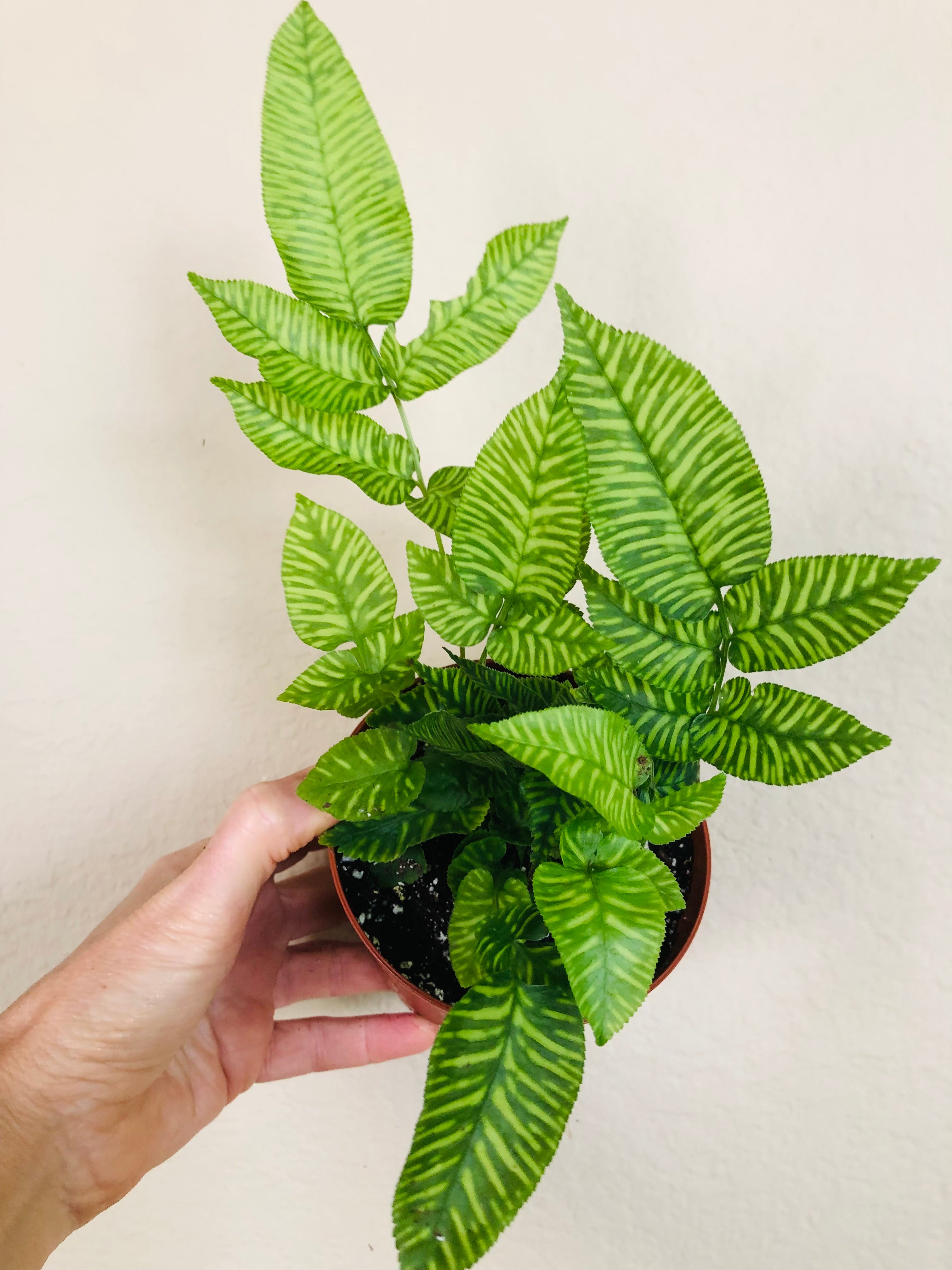 Fern 'Golden Zebra'