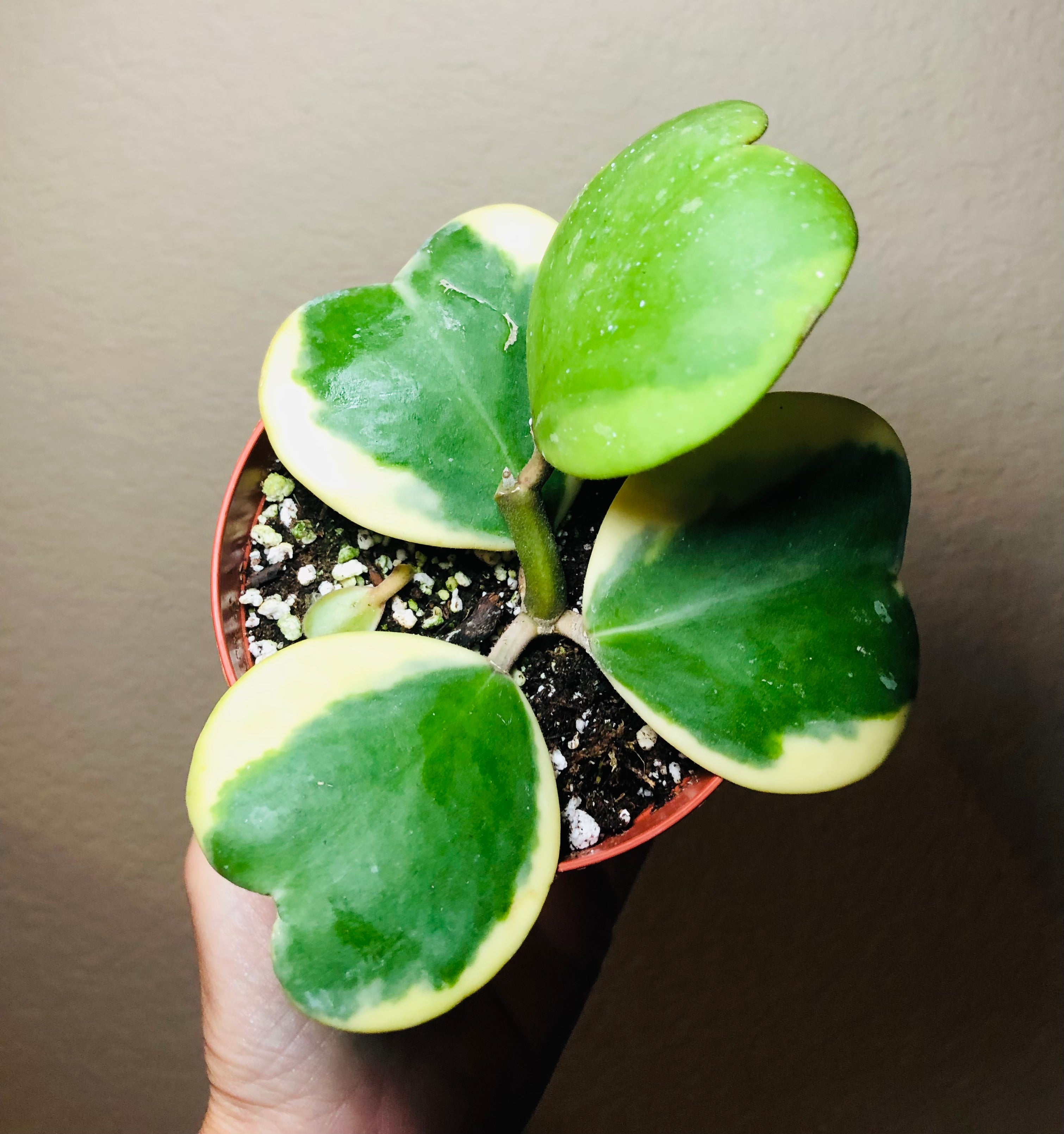 Hoya Kerrii Vine 'Variegated'