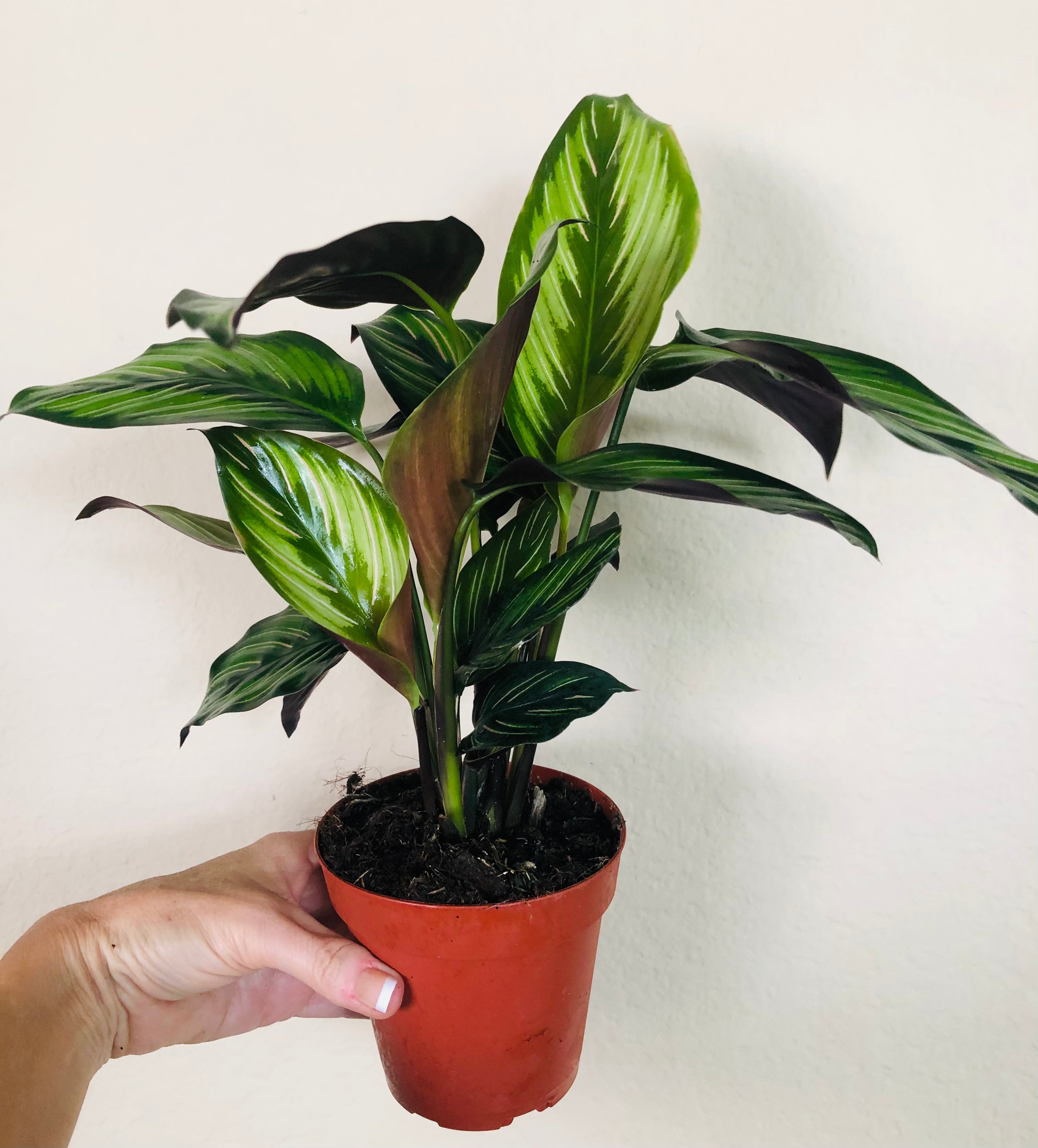 Calathea Beauty Star