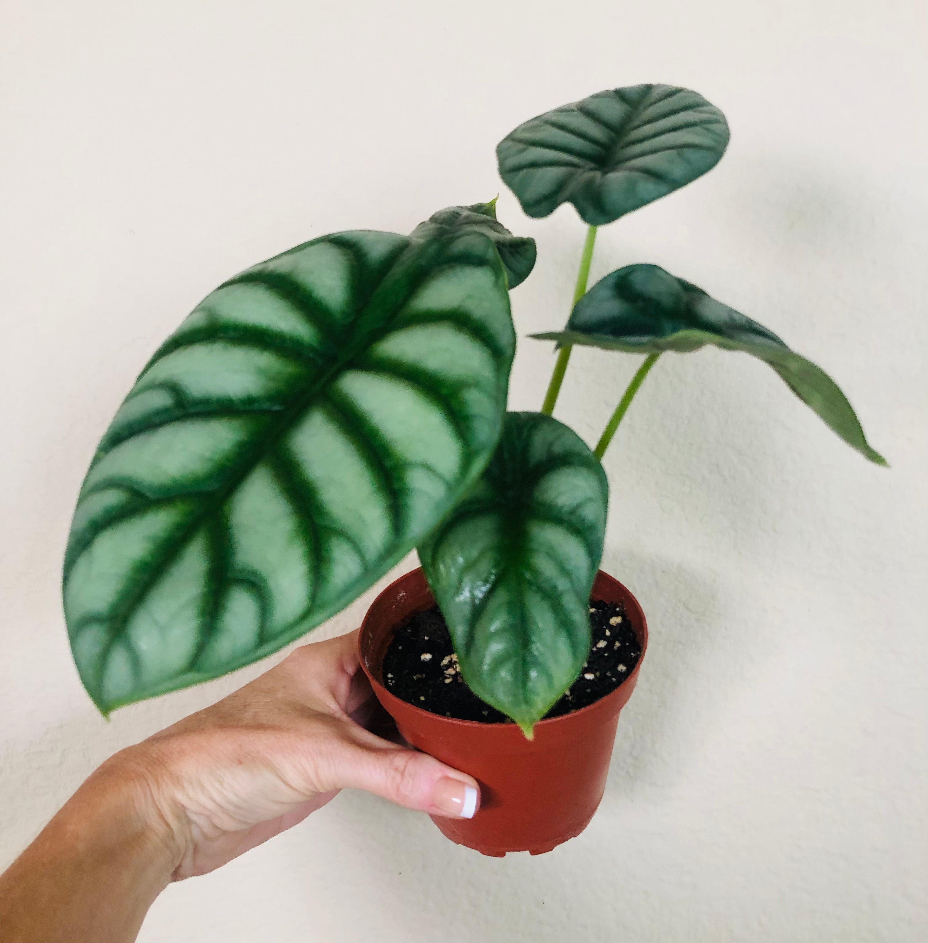 Alocasia Baginda 'Silver Dragon'