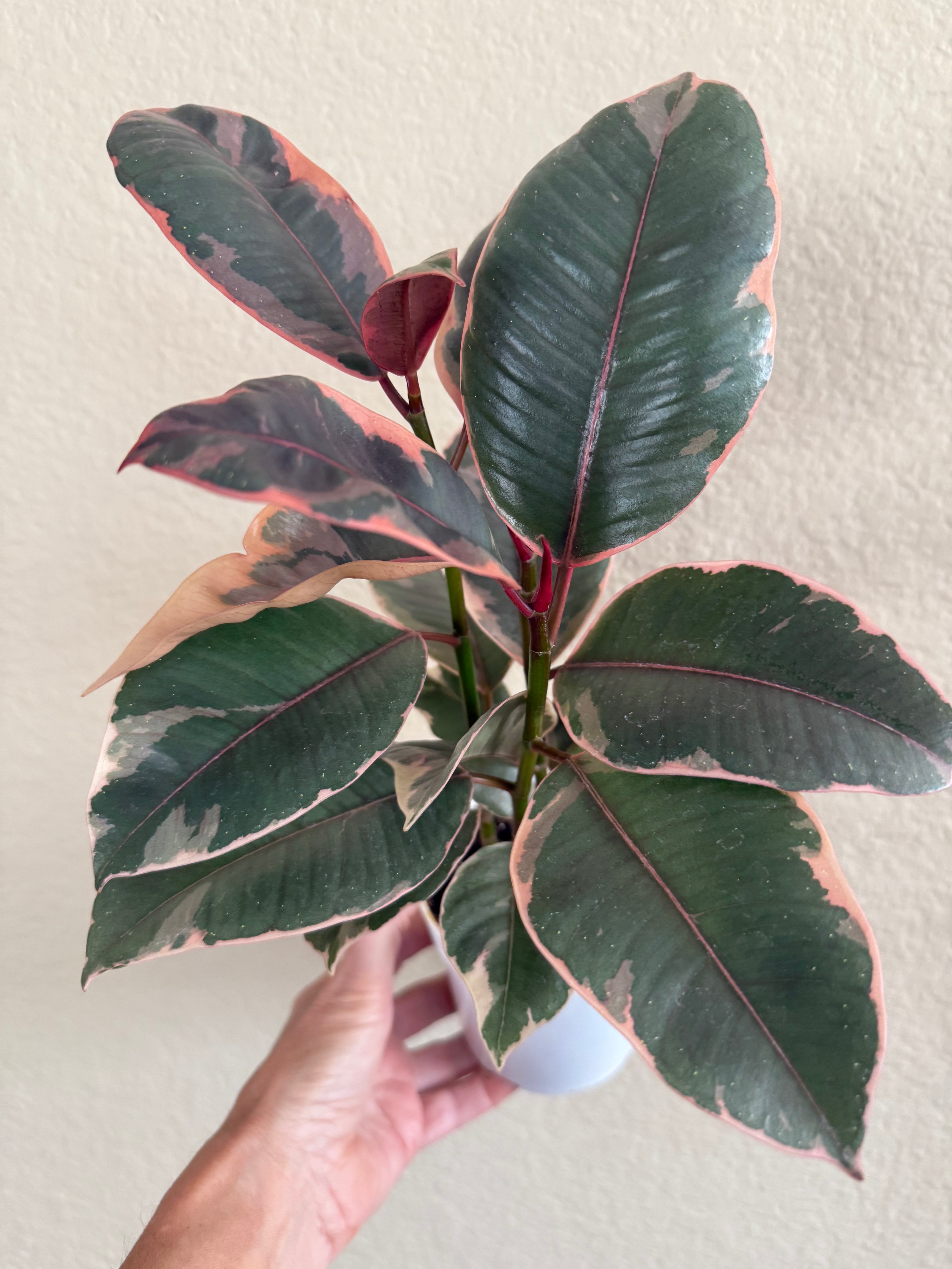 Ficus Decora 'Ruby'