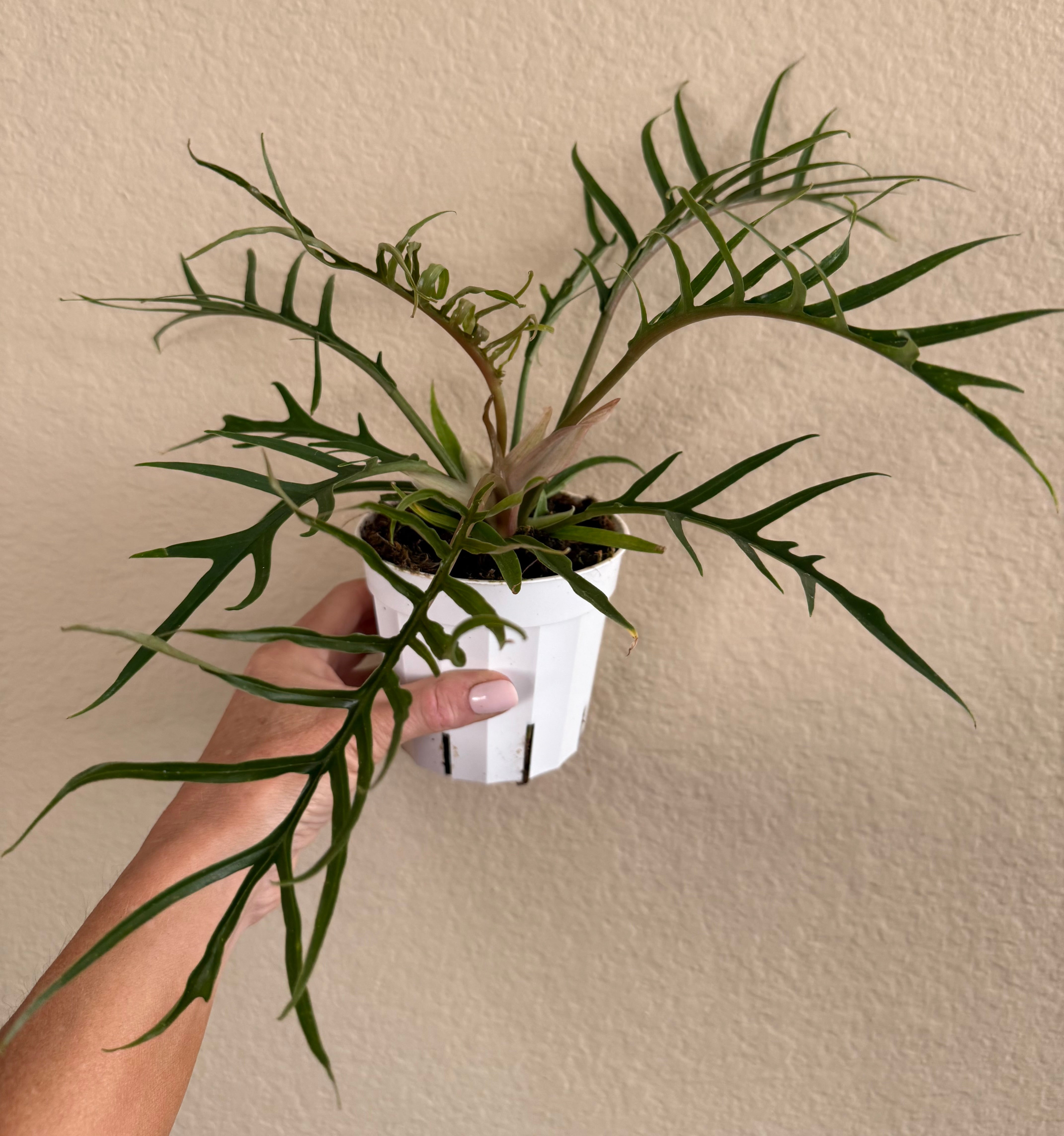 Philodendron Tortum