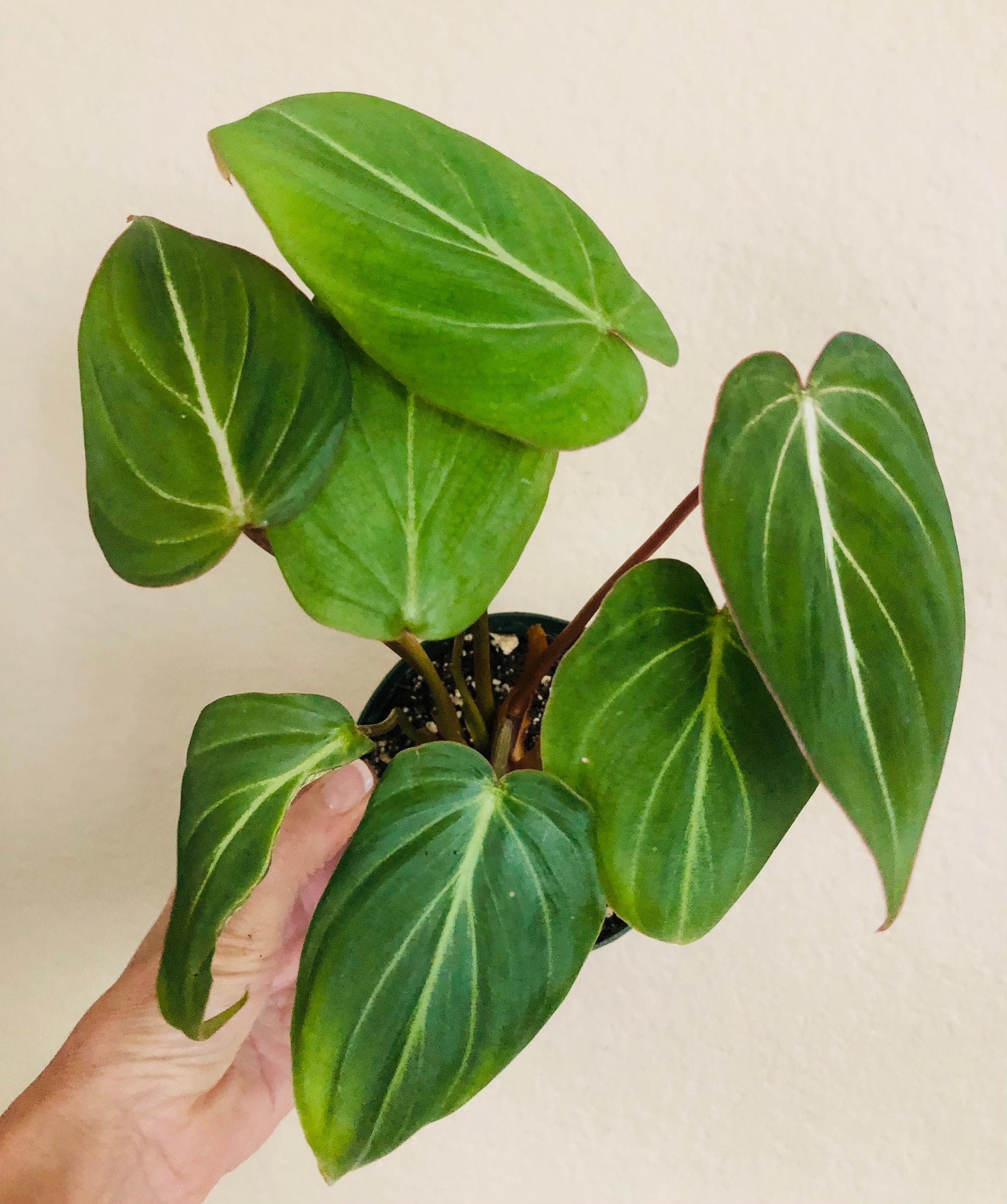 kens philodendron Philodendron 'Gloriosum'