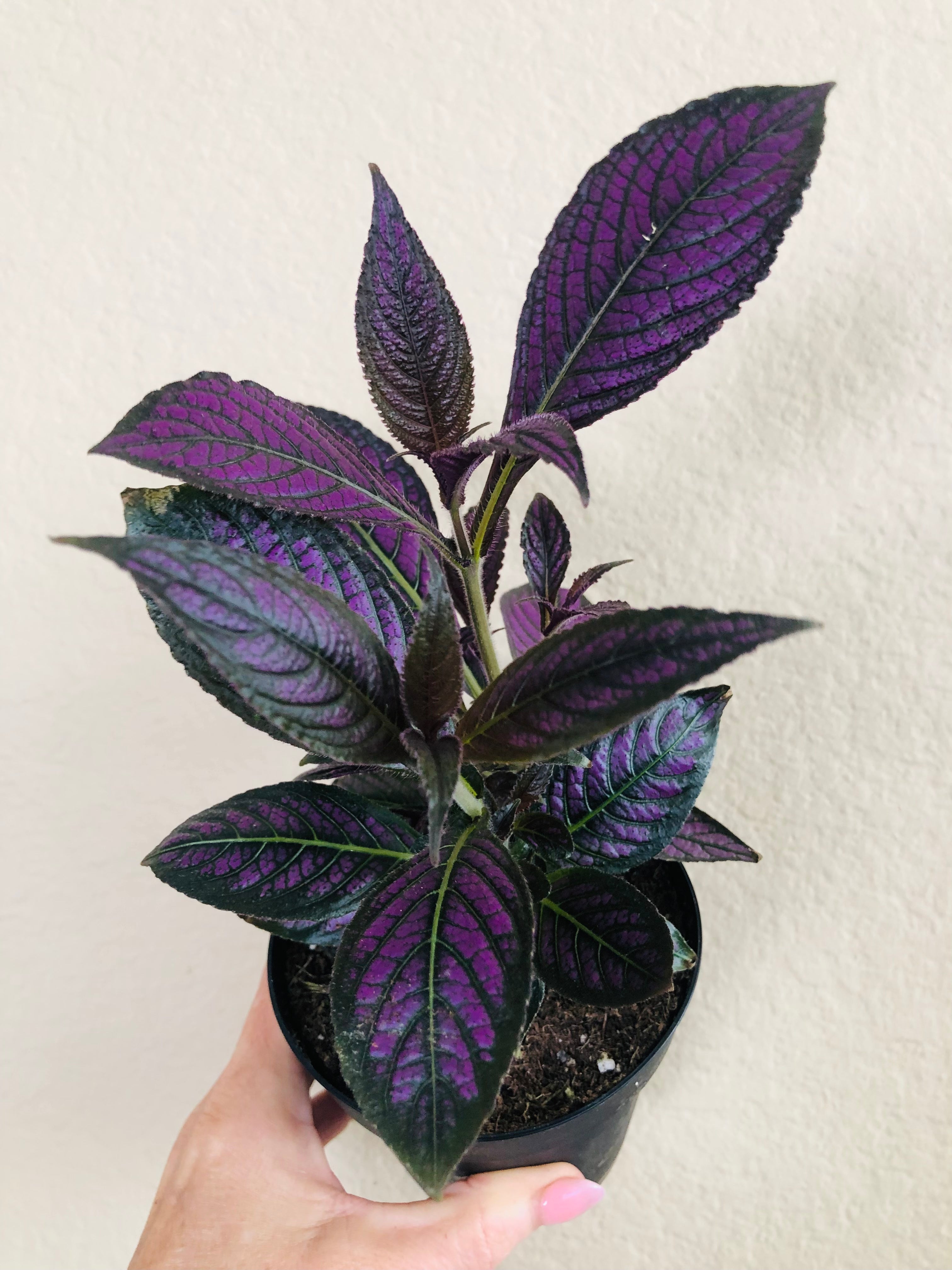 Strobilanthes Persian Shield