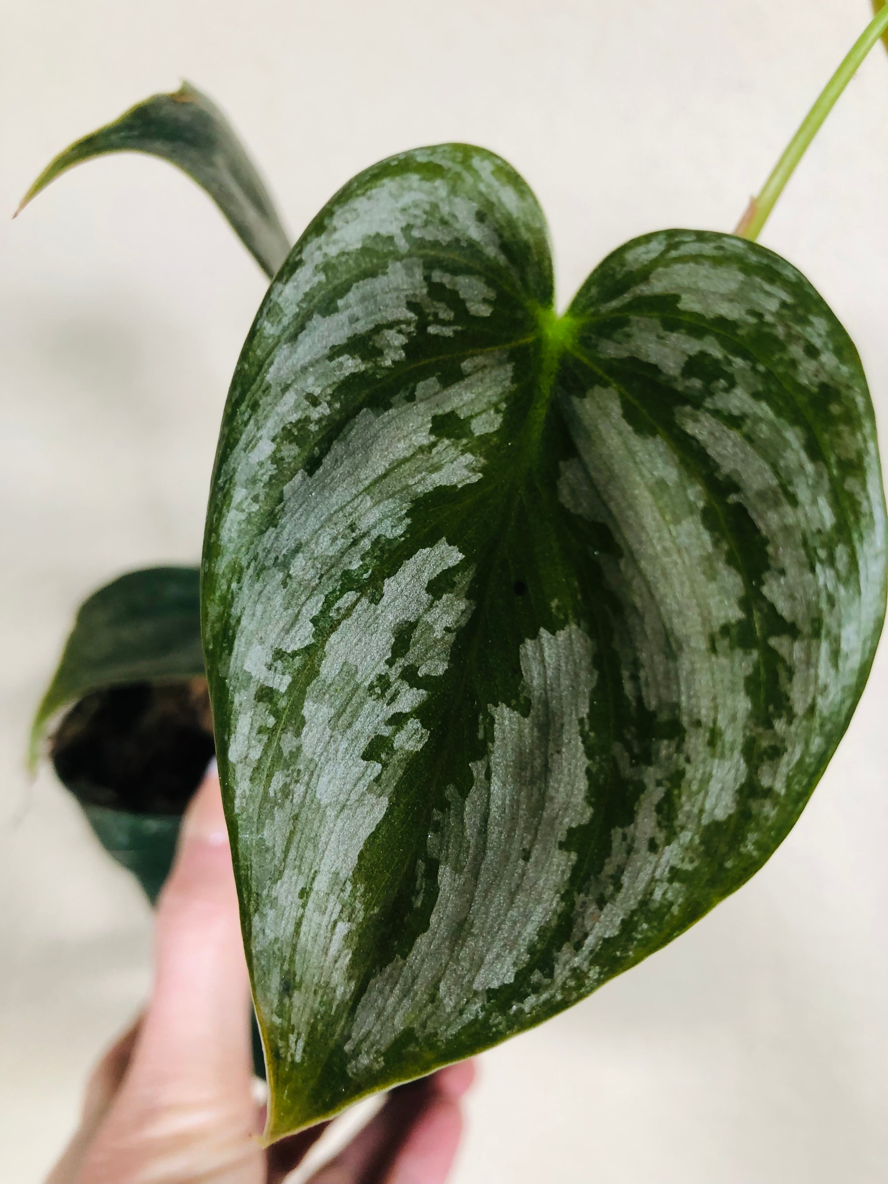 Philodendron Sodiroi