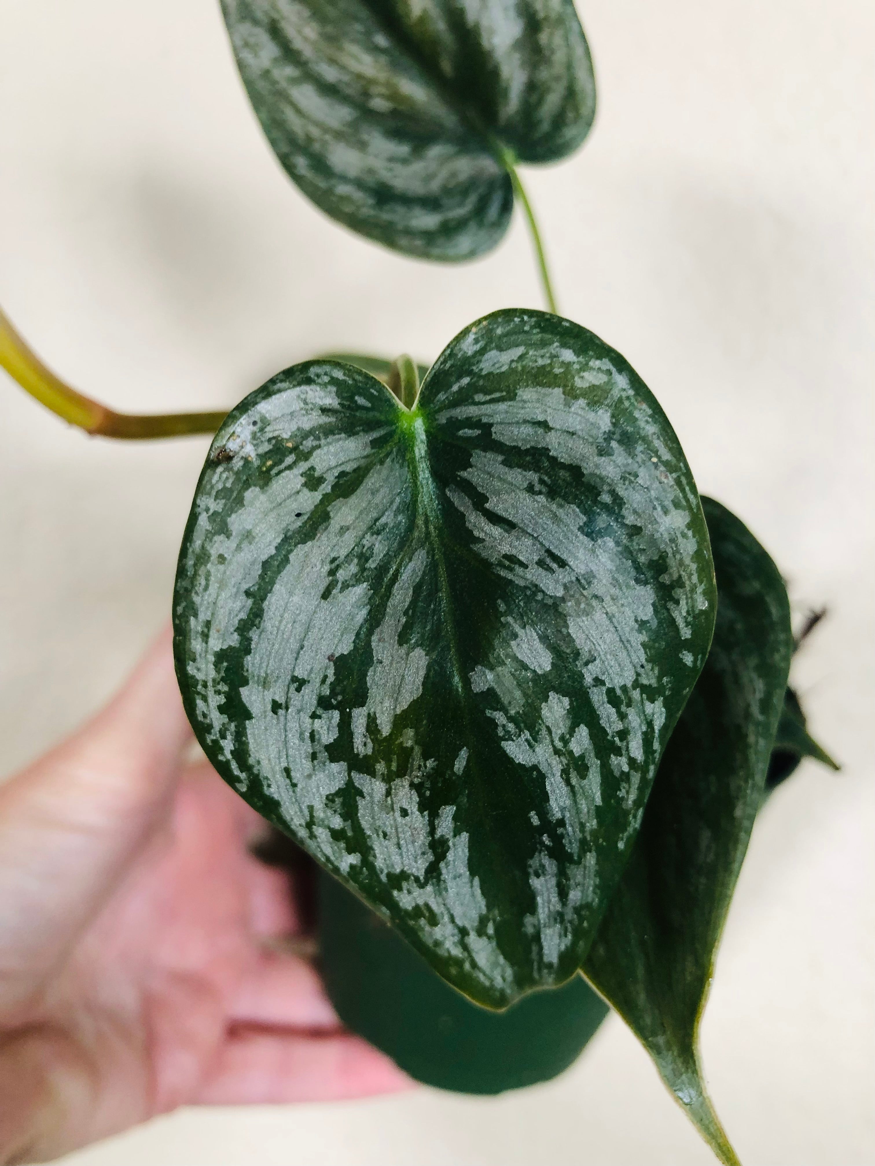 Philodendron Sodiroi