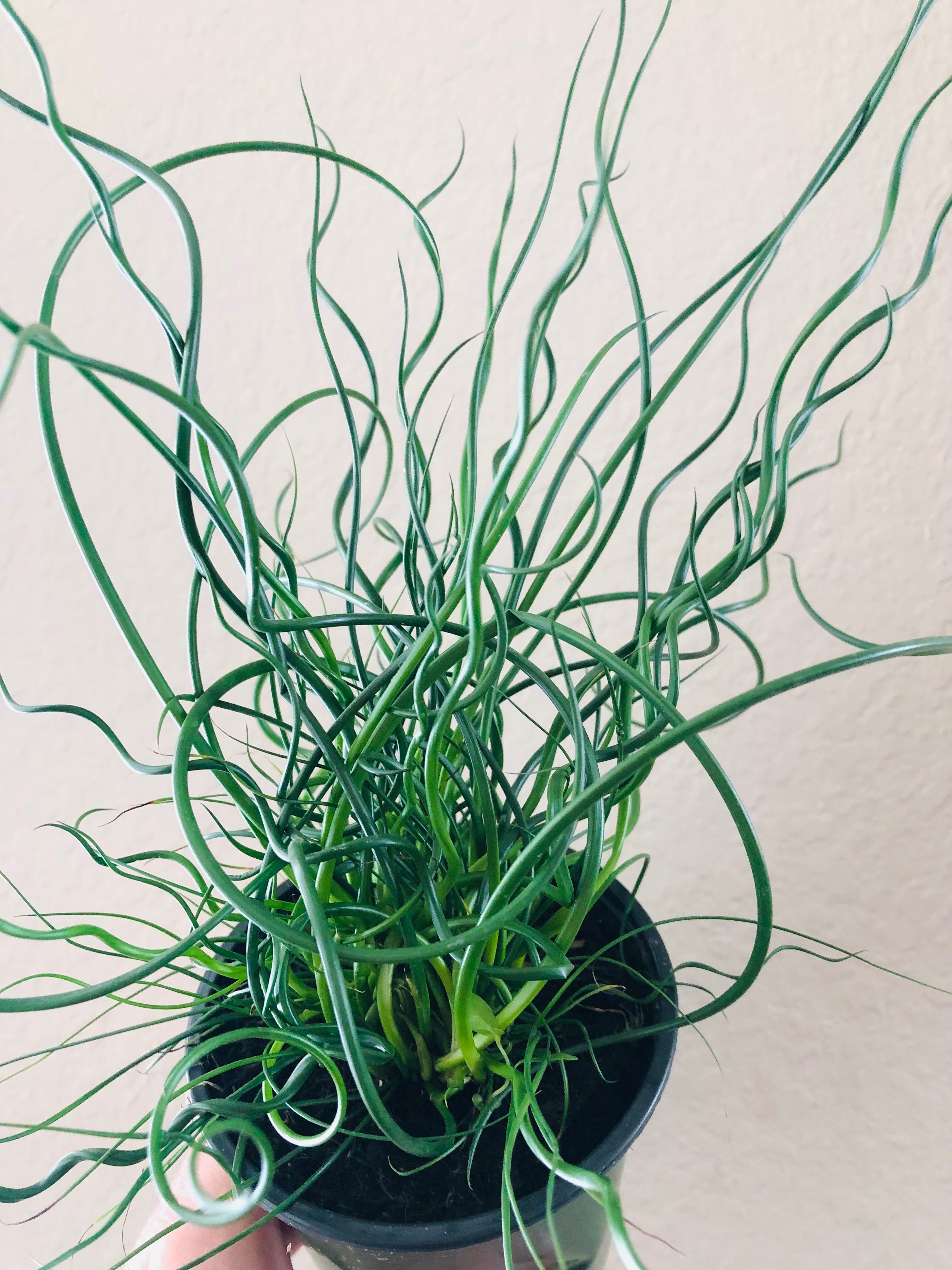 Juncus Spiral 'Corkscrew'