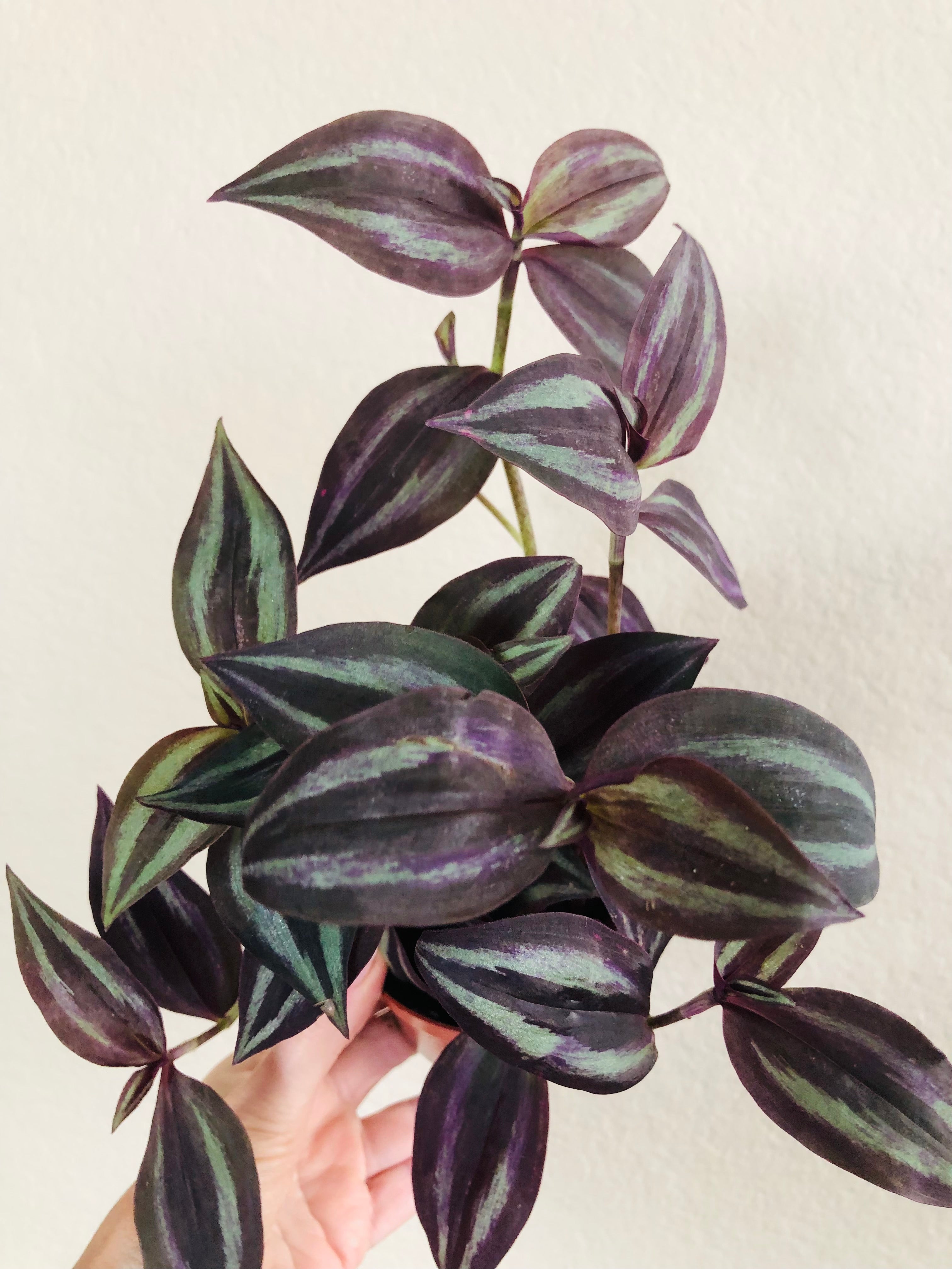 Tradescantia 'Red Gem'