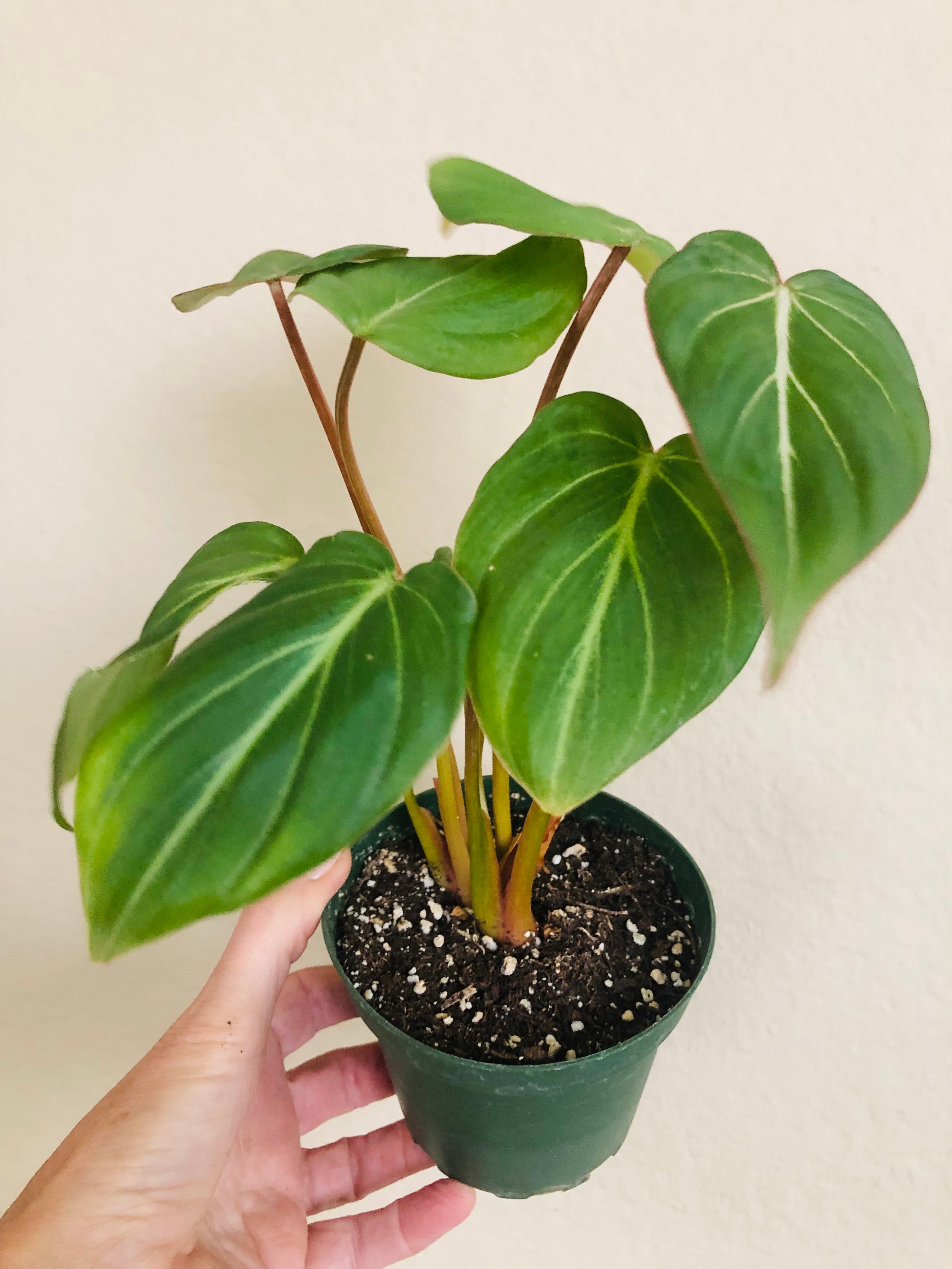 Philodendron 'Gloriosum'