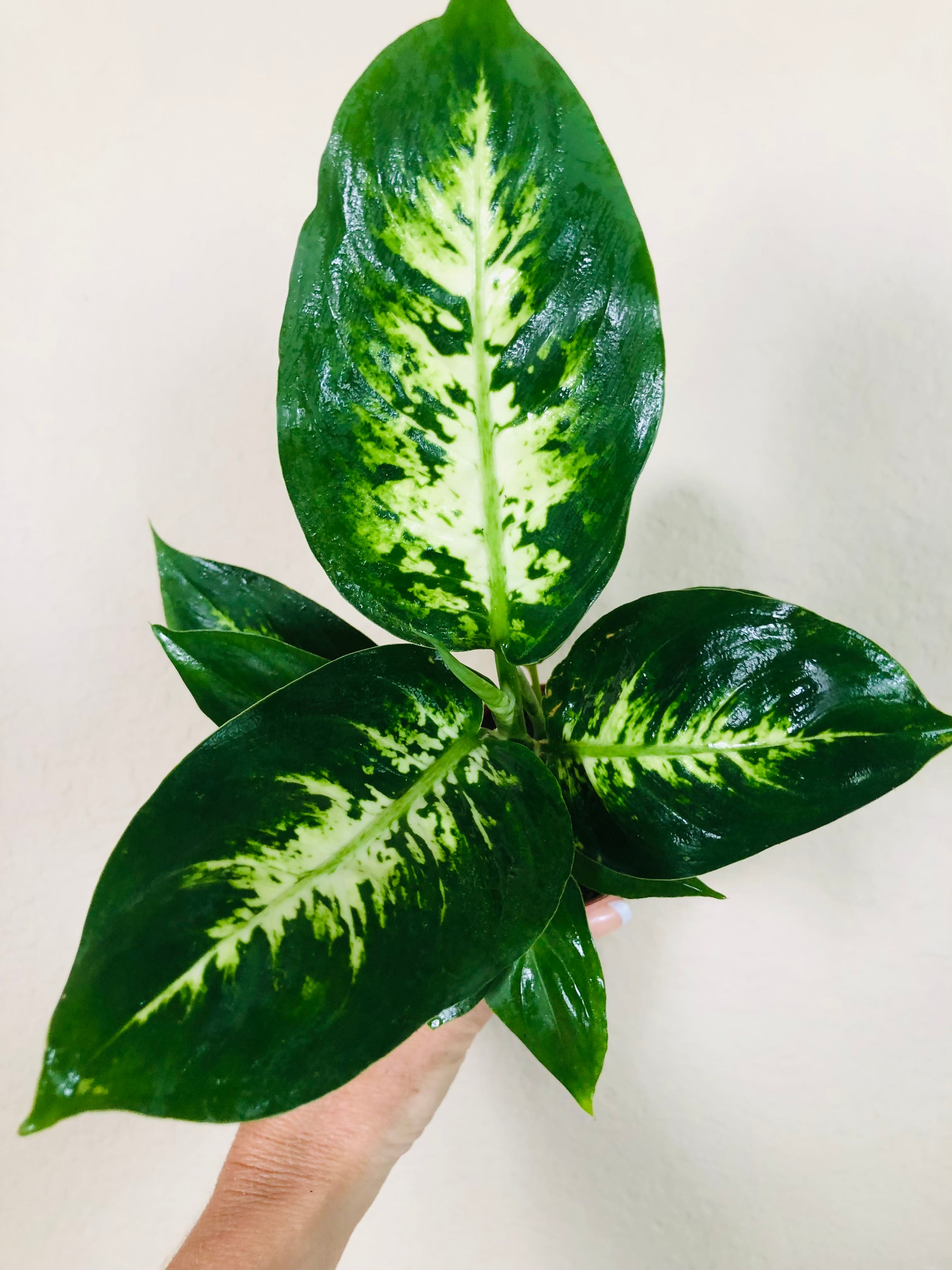 Dieffenbachia 'Compacta'