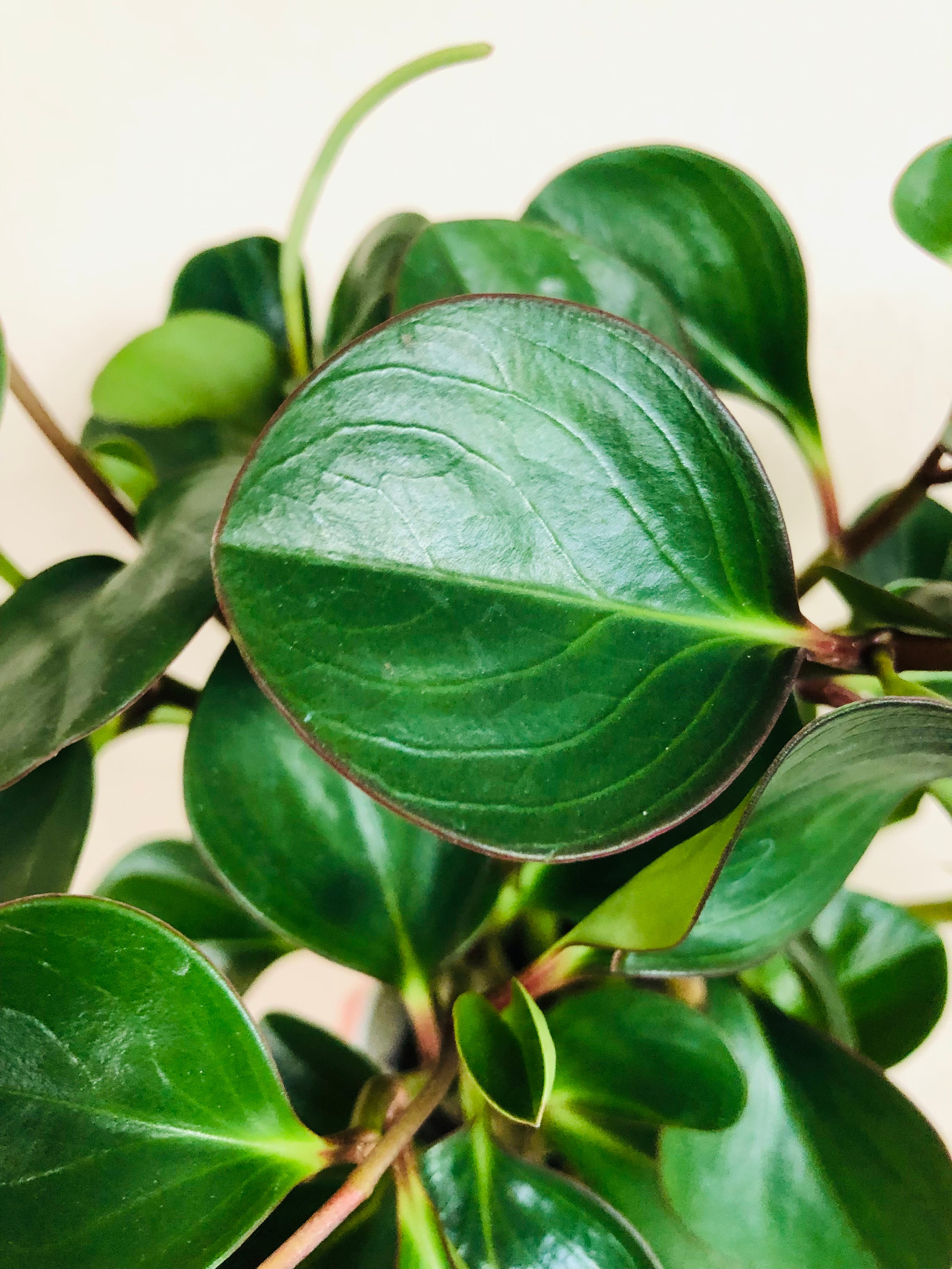 Peperomia 'Red Margin'
