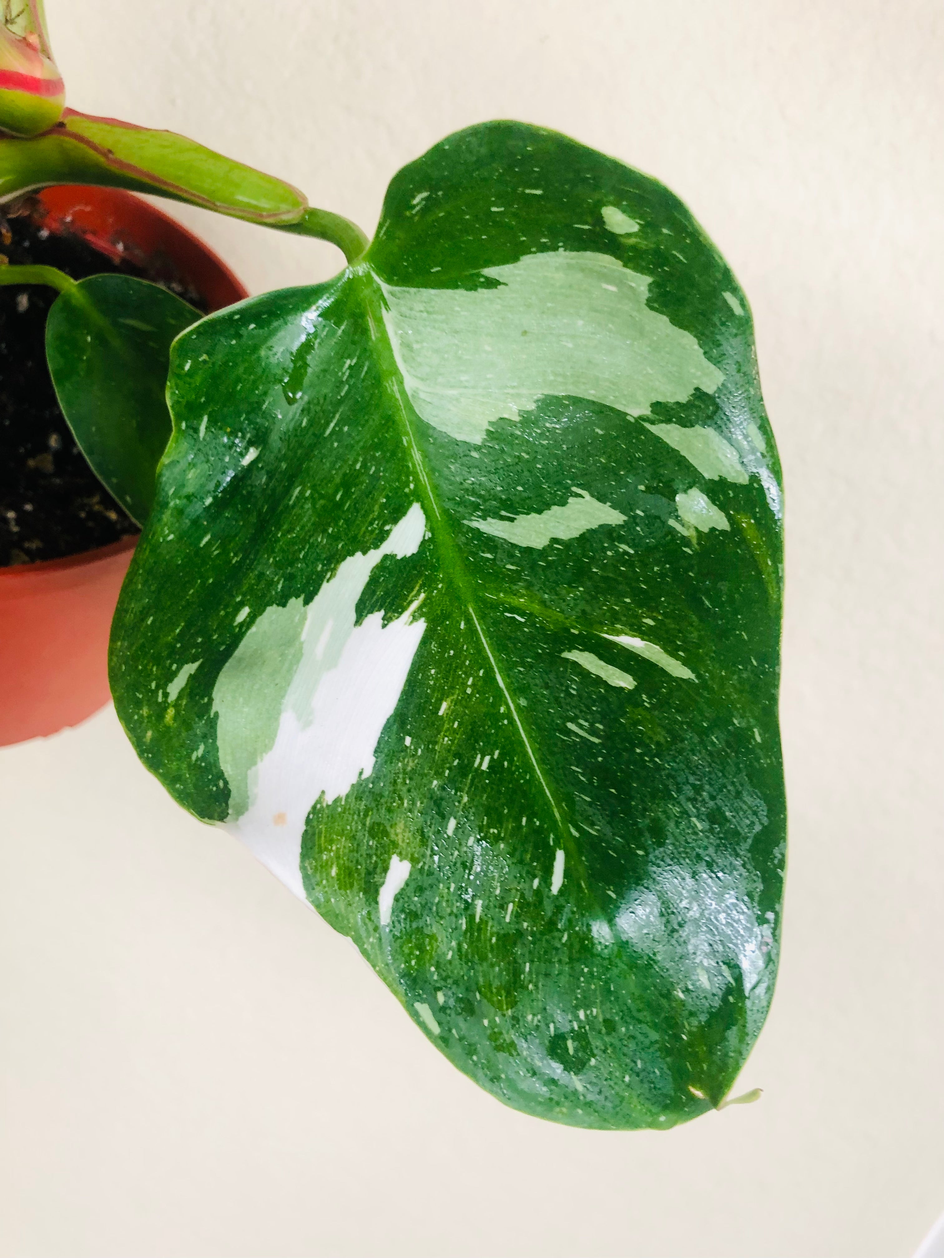 Philodendron 'White Princess'