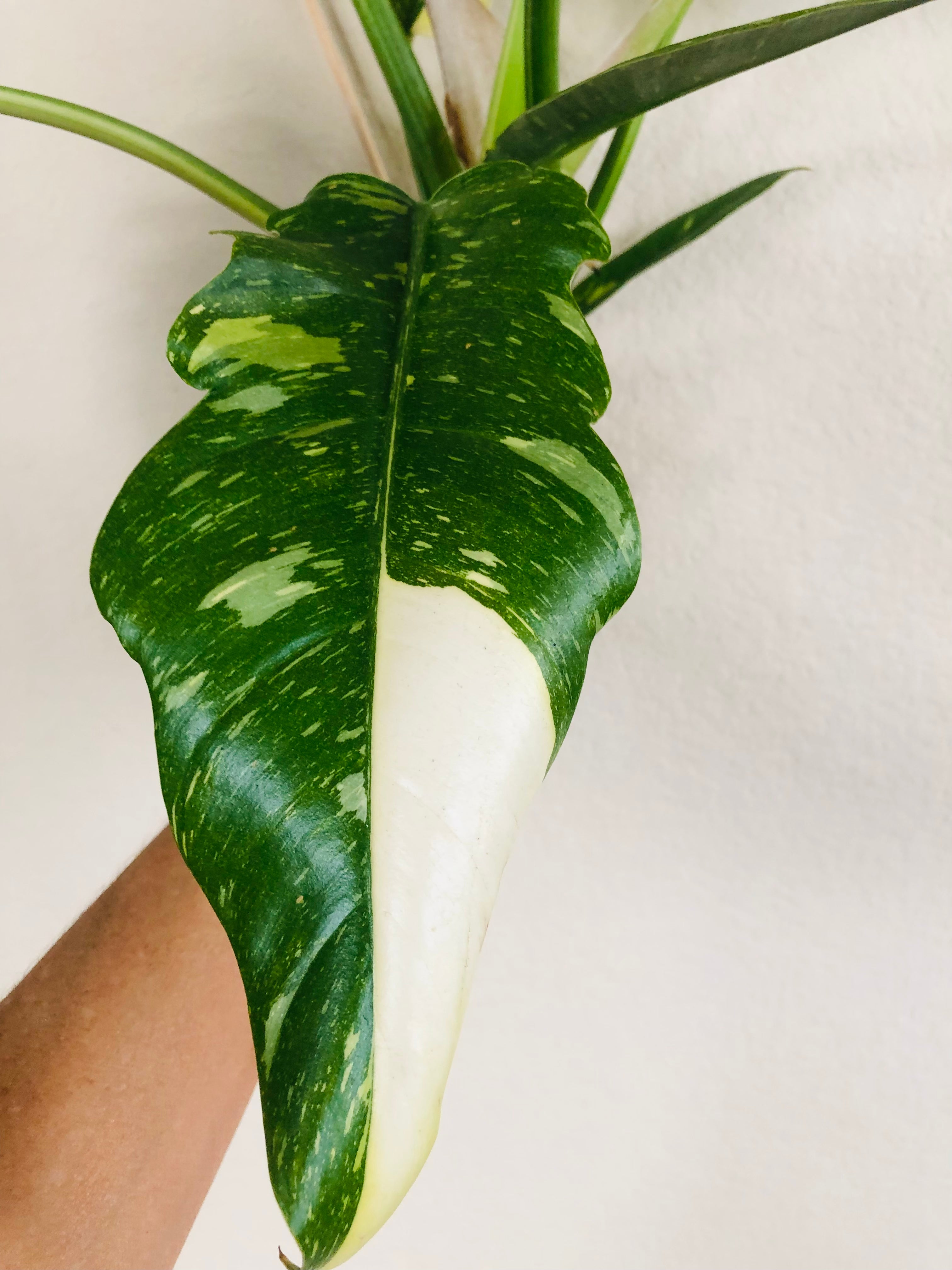 Philodendron 'Ring of Fire'