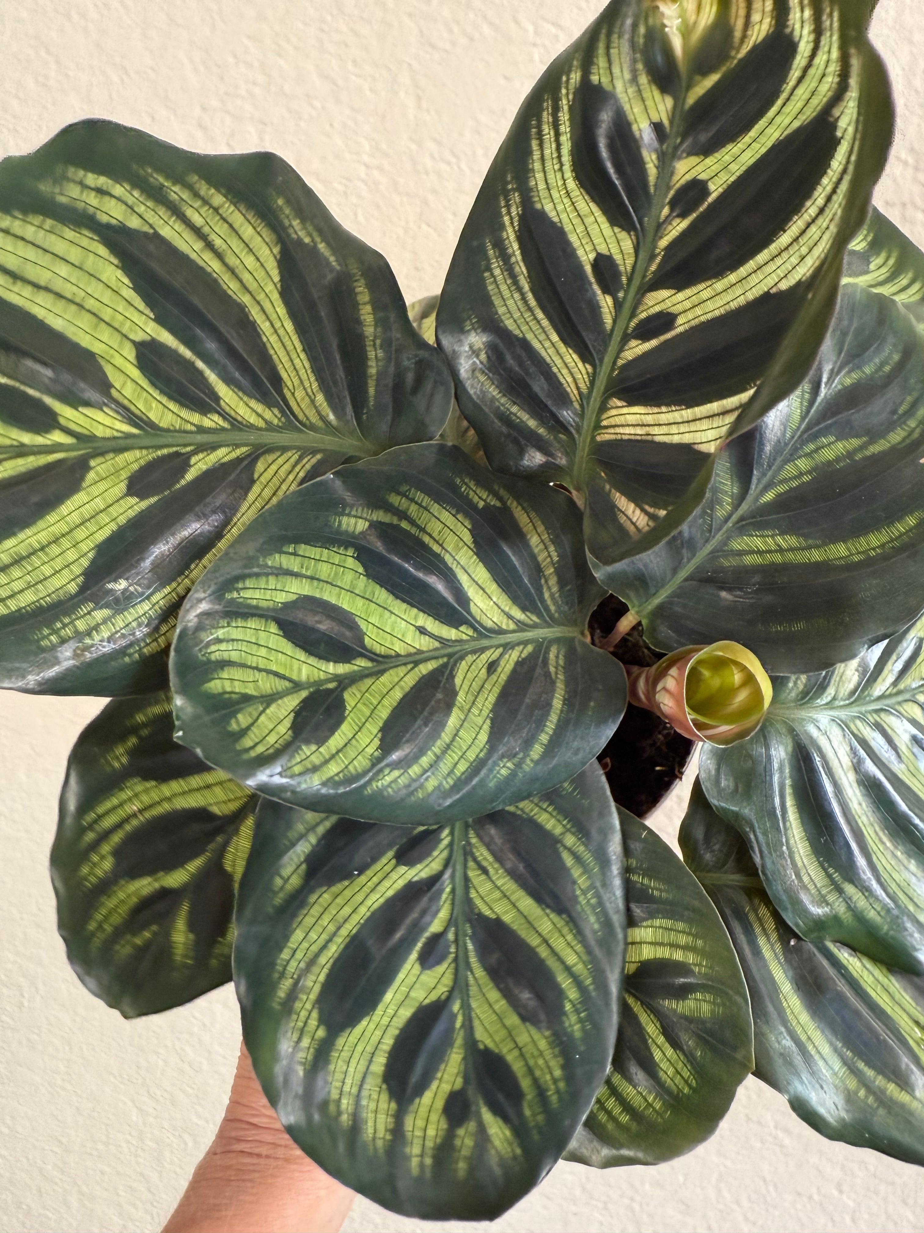 Calathea Makoyana 'Peacock'