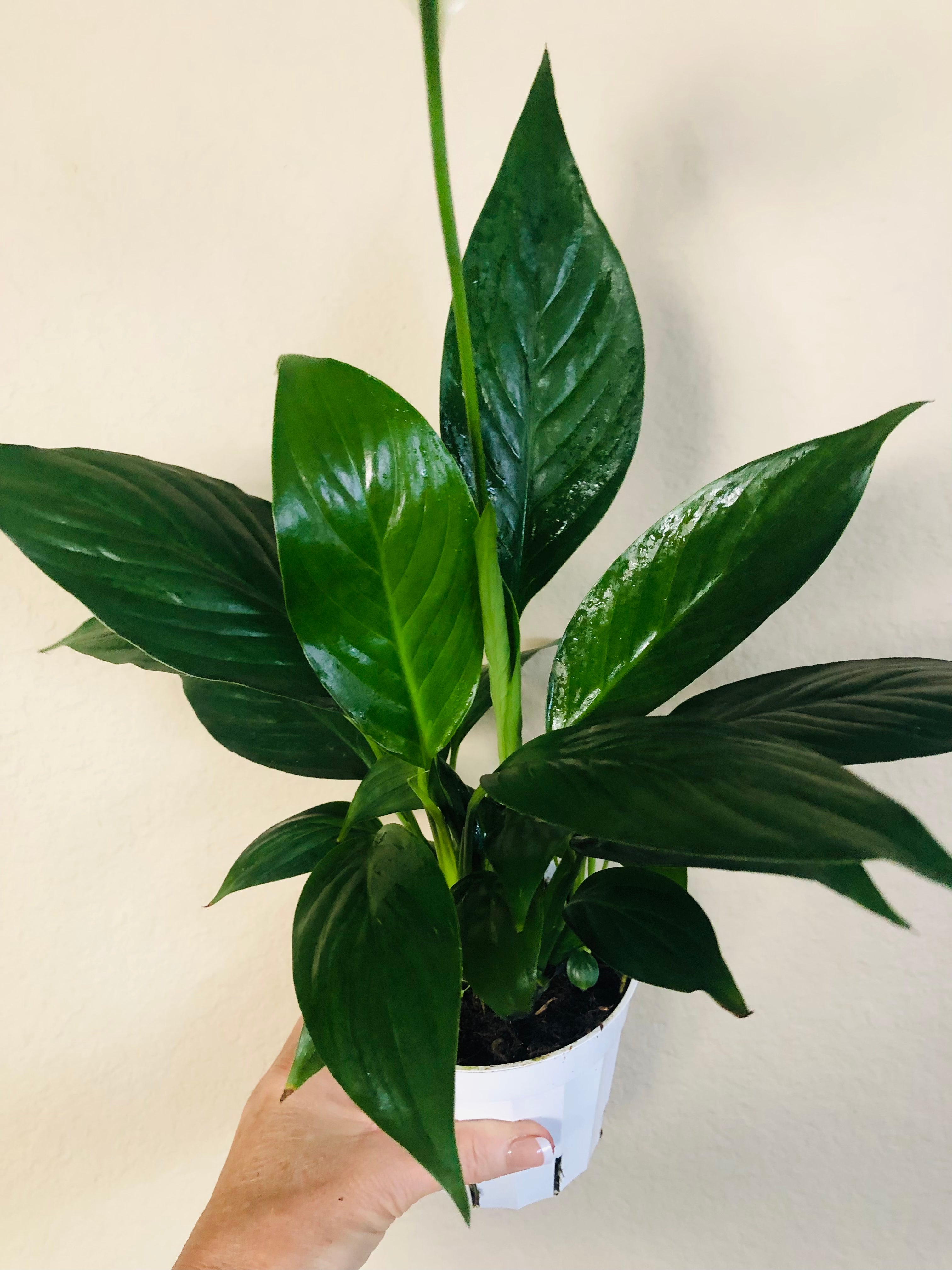 Spathiphyllum 'Green' | Peace Lily