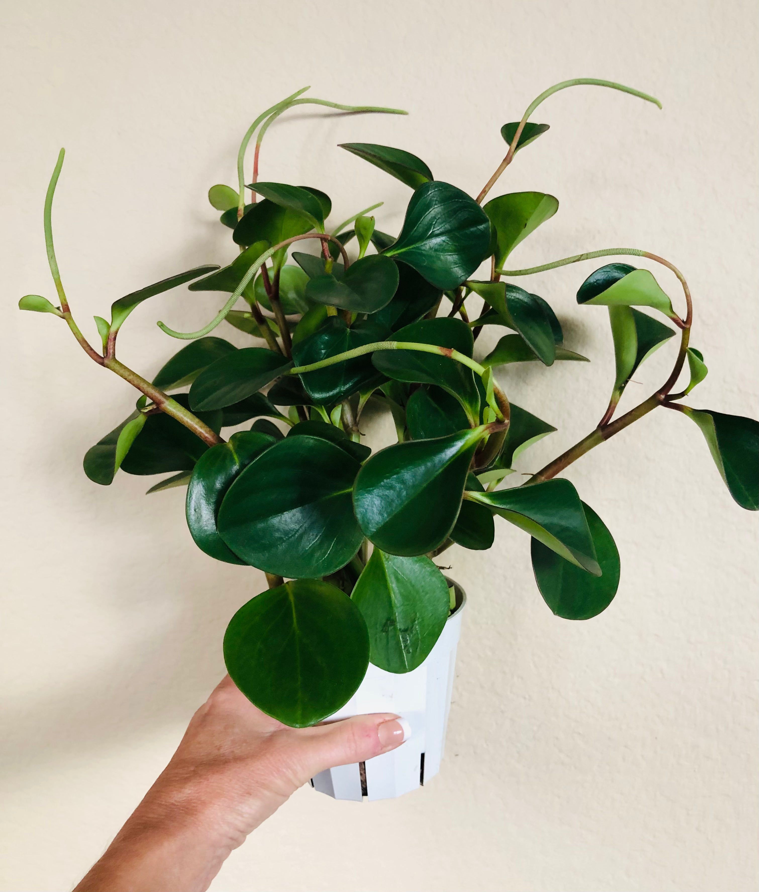 Peperomia 'Red Margin'
