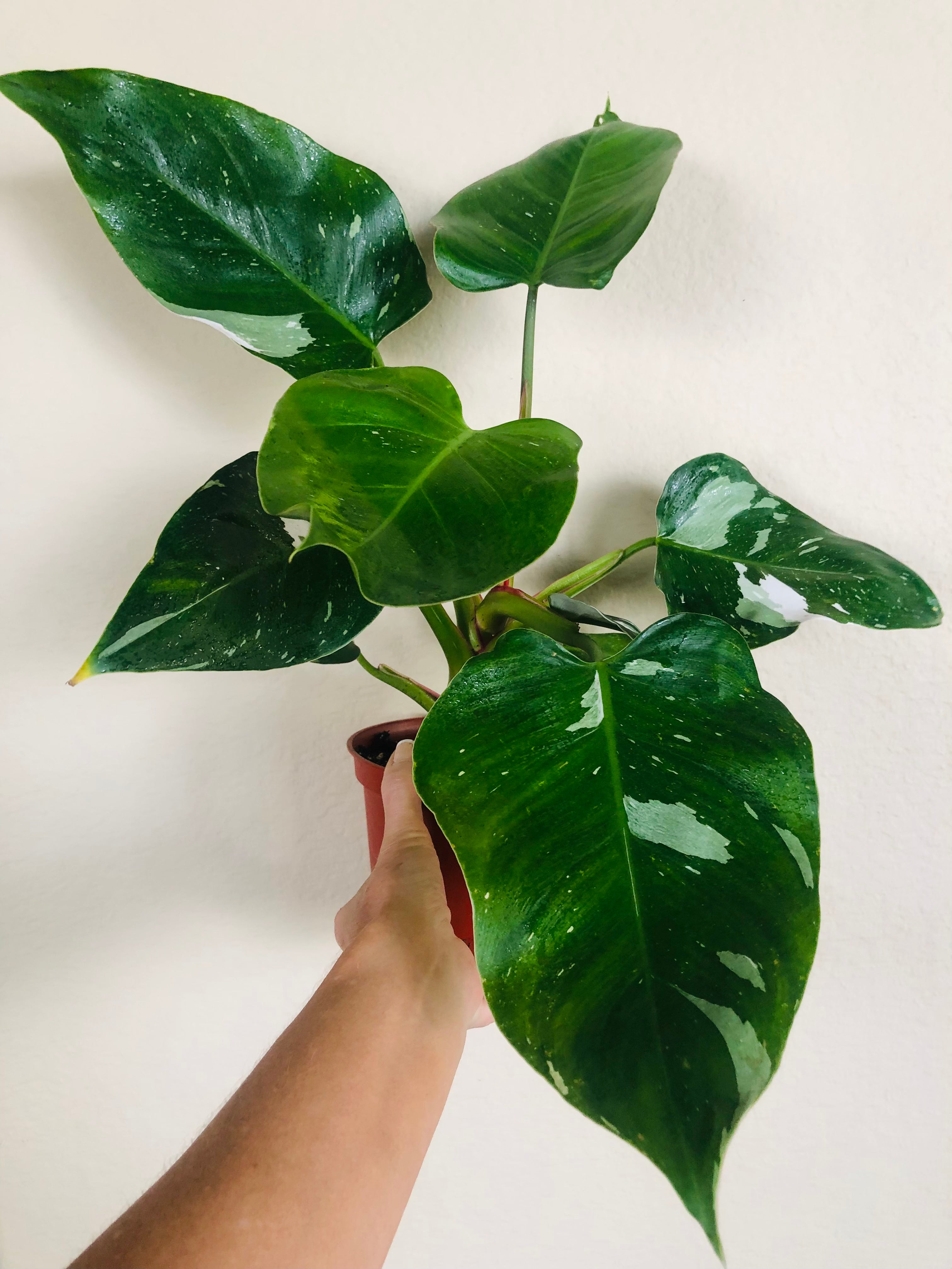 Philodendron 'White Princess'