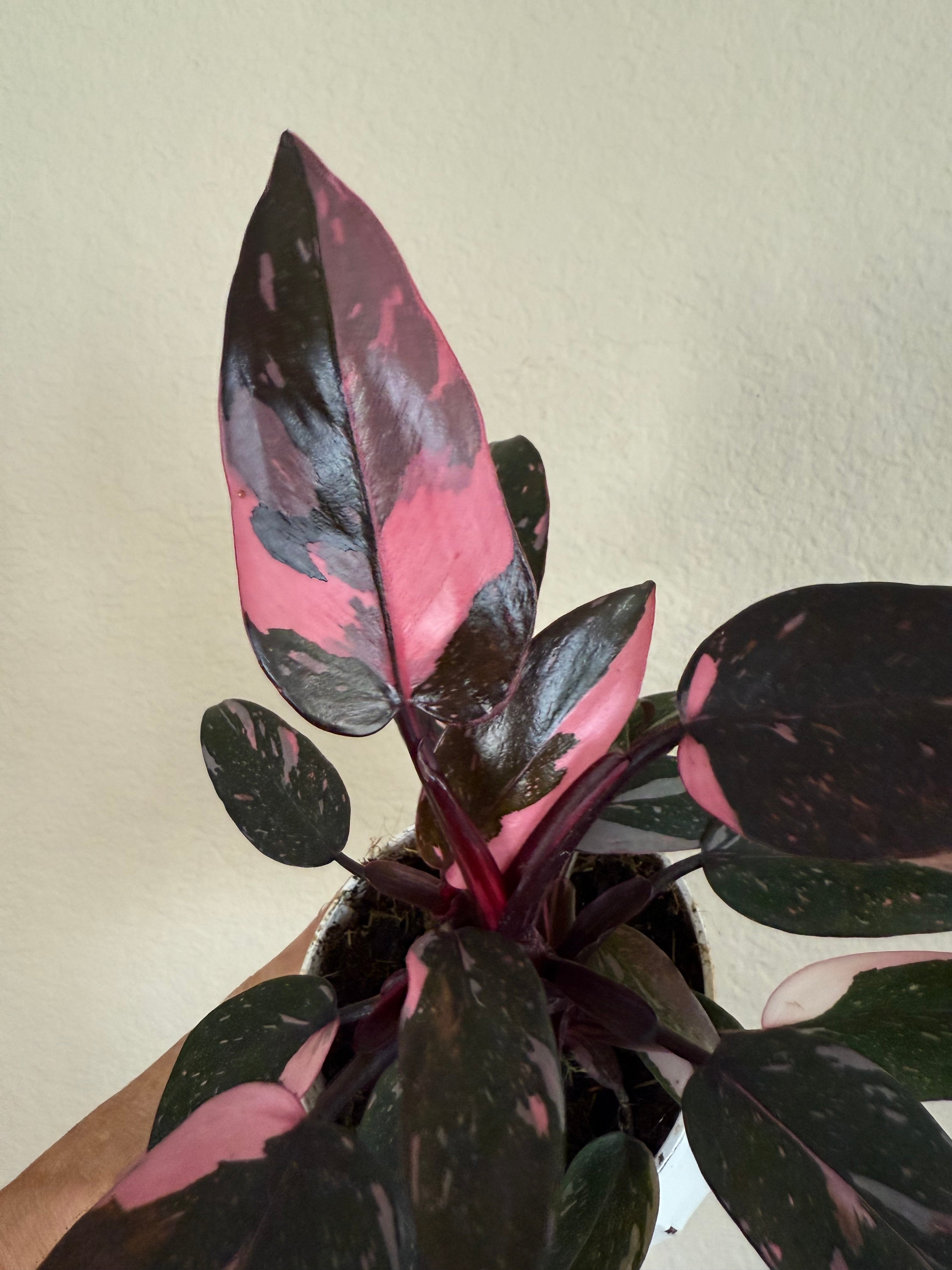 Philodendron 'Pink Princess'
