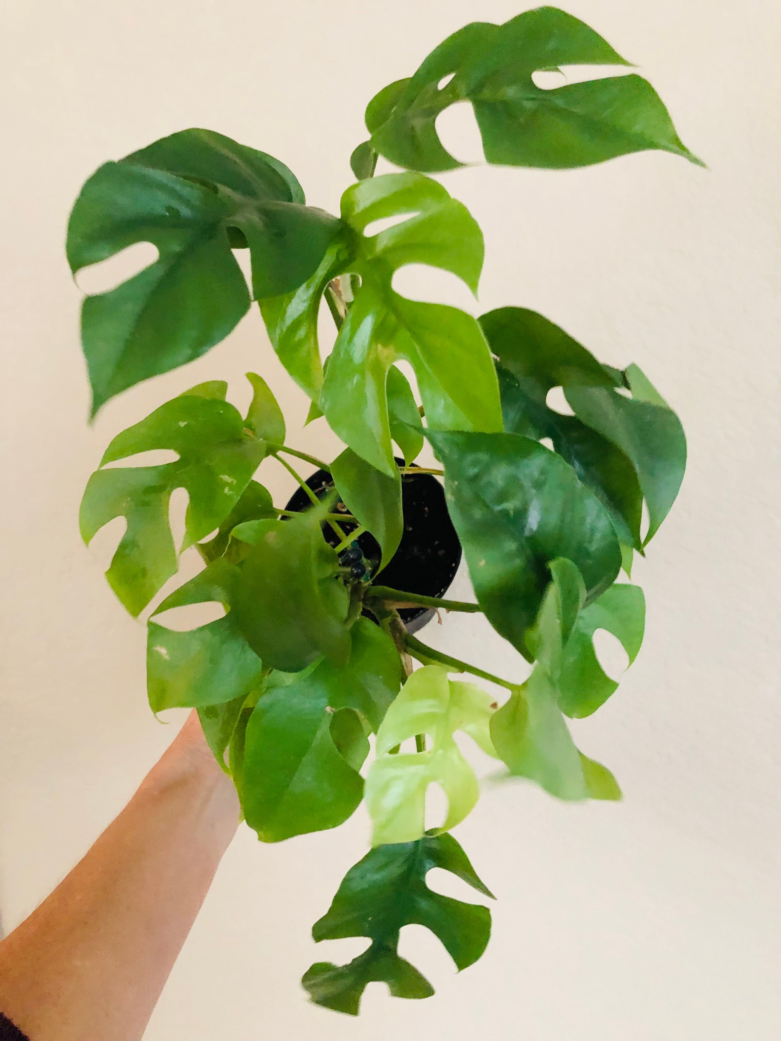 Rhaphidophora Tetrasperma ‘Mini Monstera’