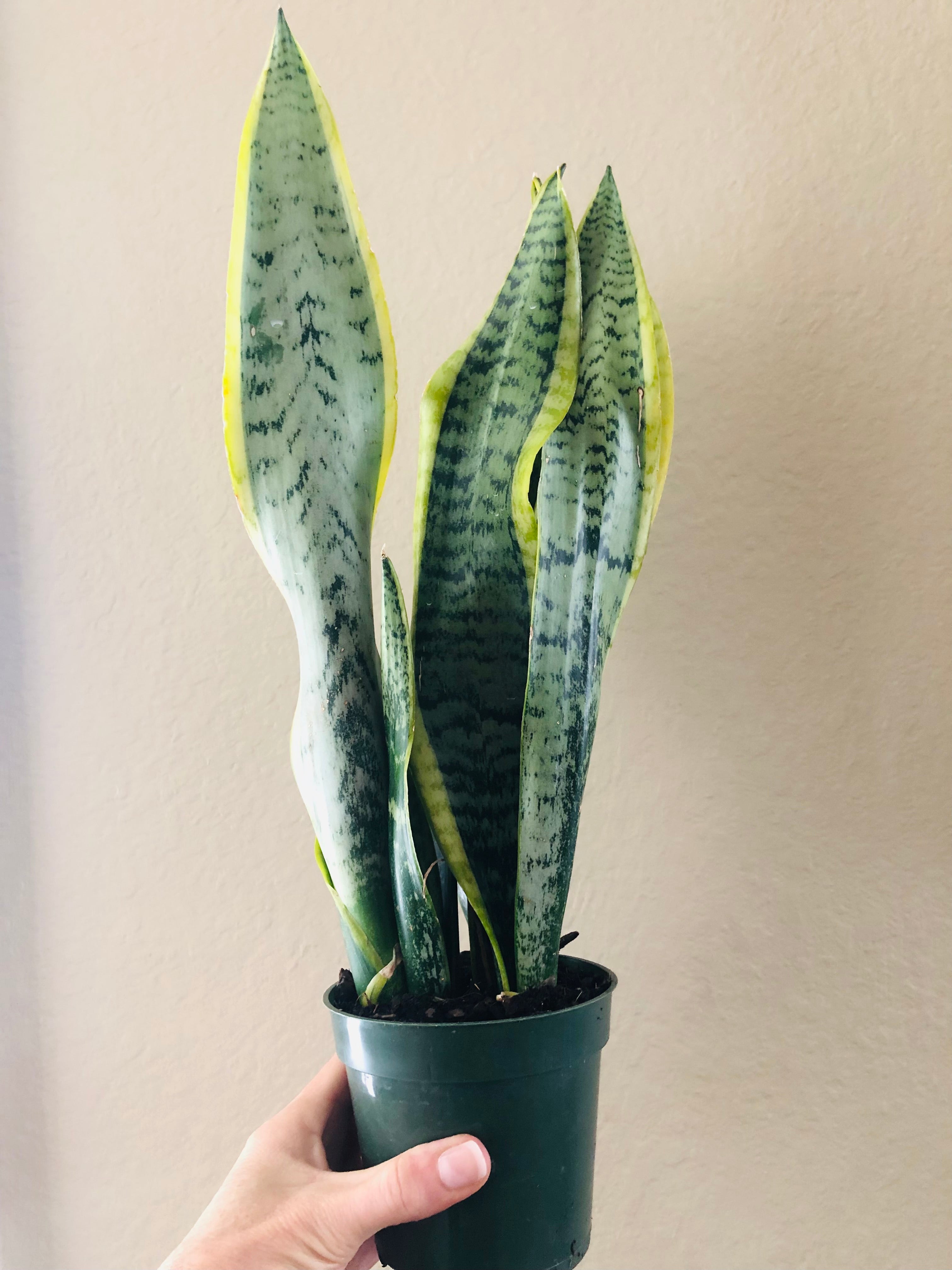 Sansevieria Trifasciata 'Laurentii'