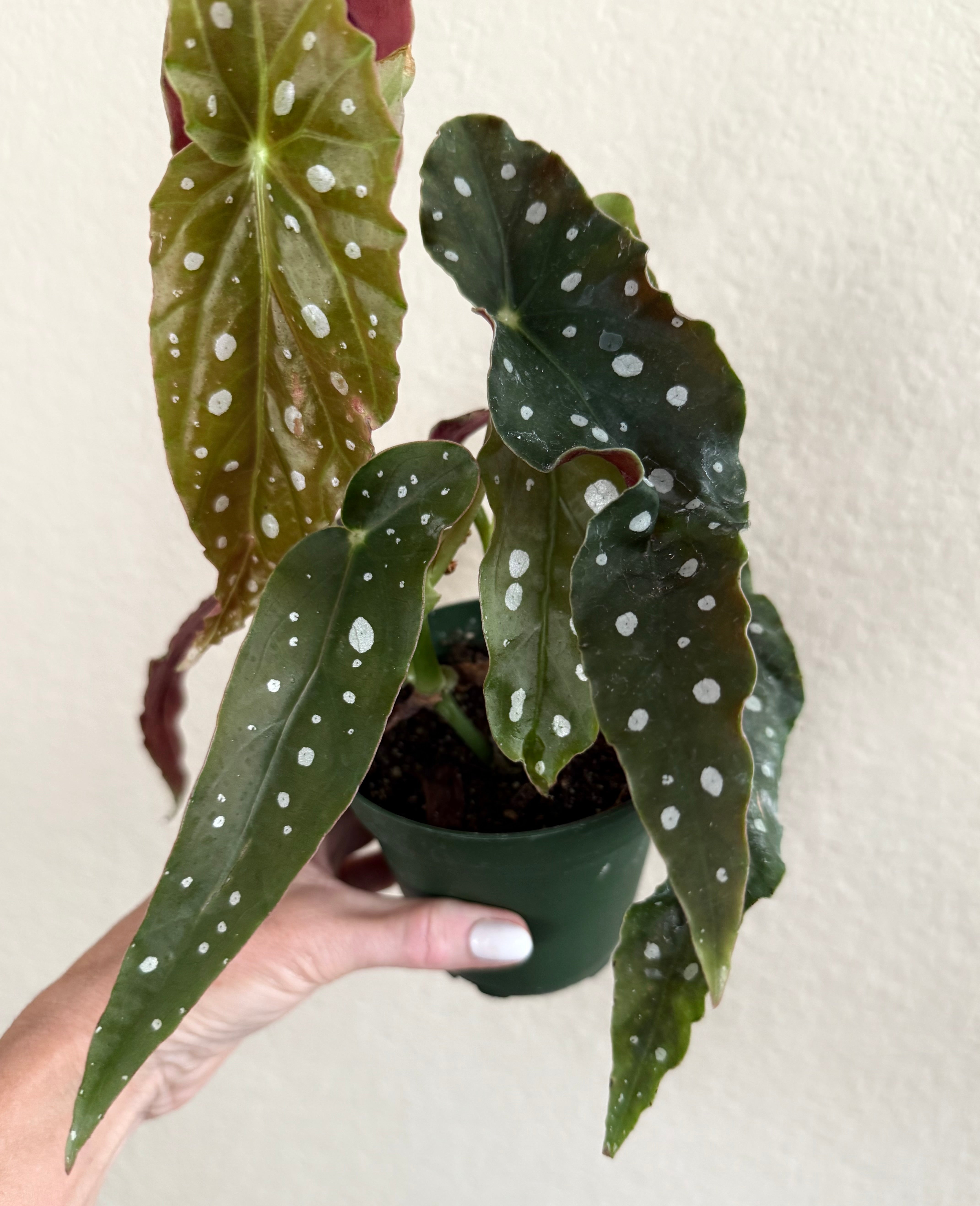 Begonia 'Maculata'