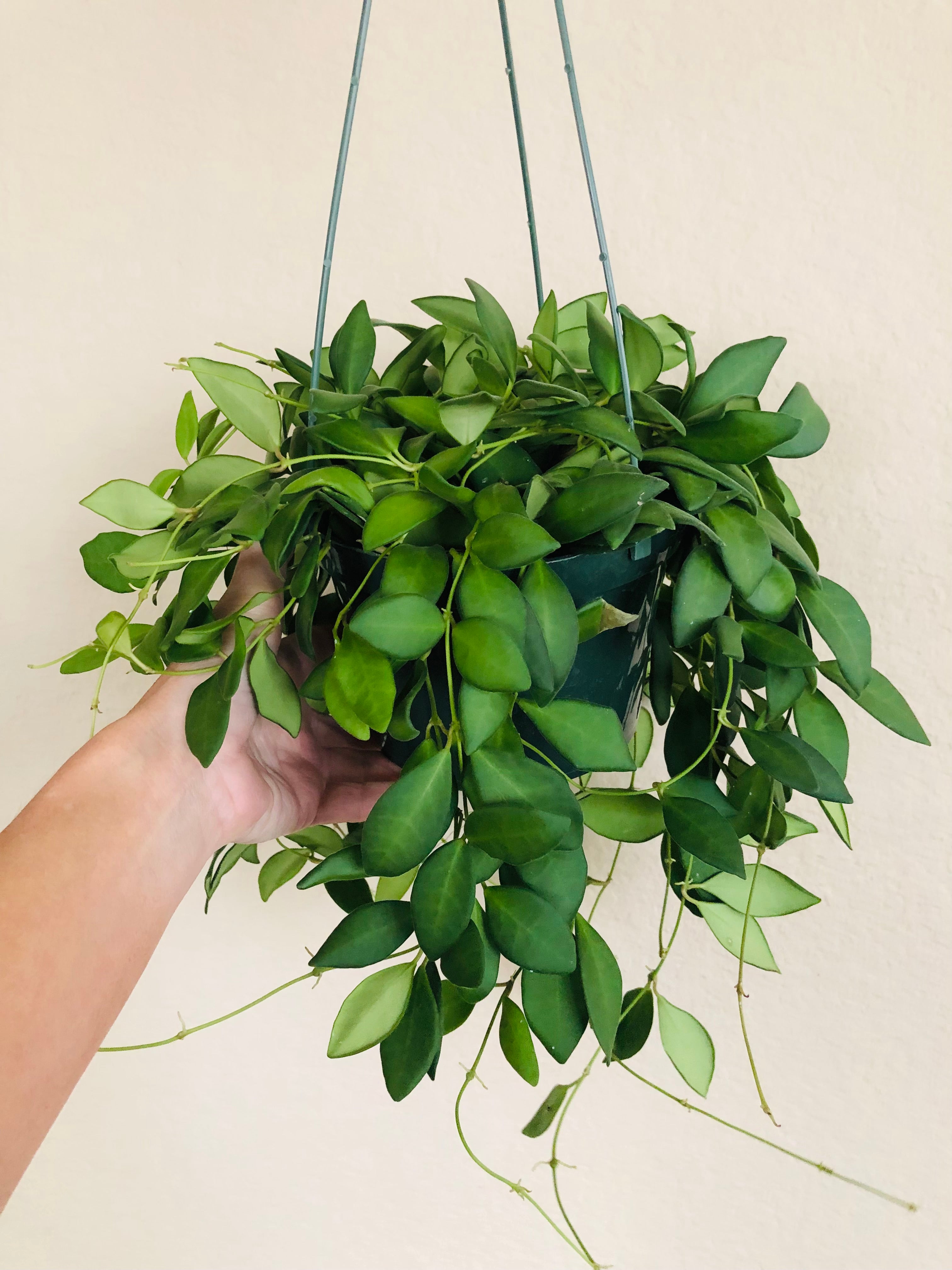 Hoya Burtoniae