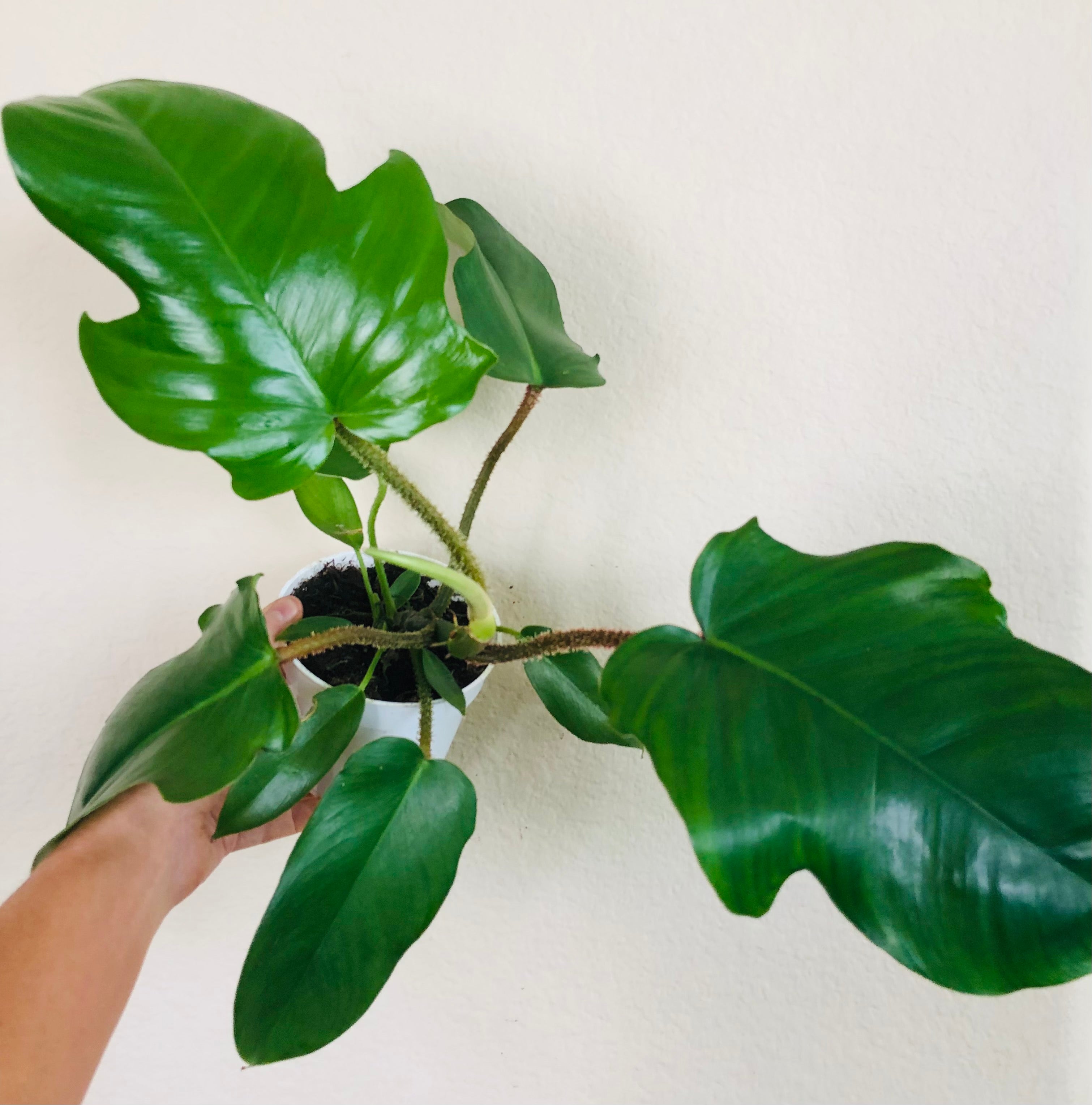 Philodendron 'Fuzzy Petiole'