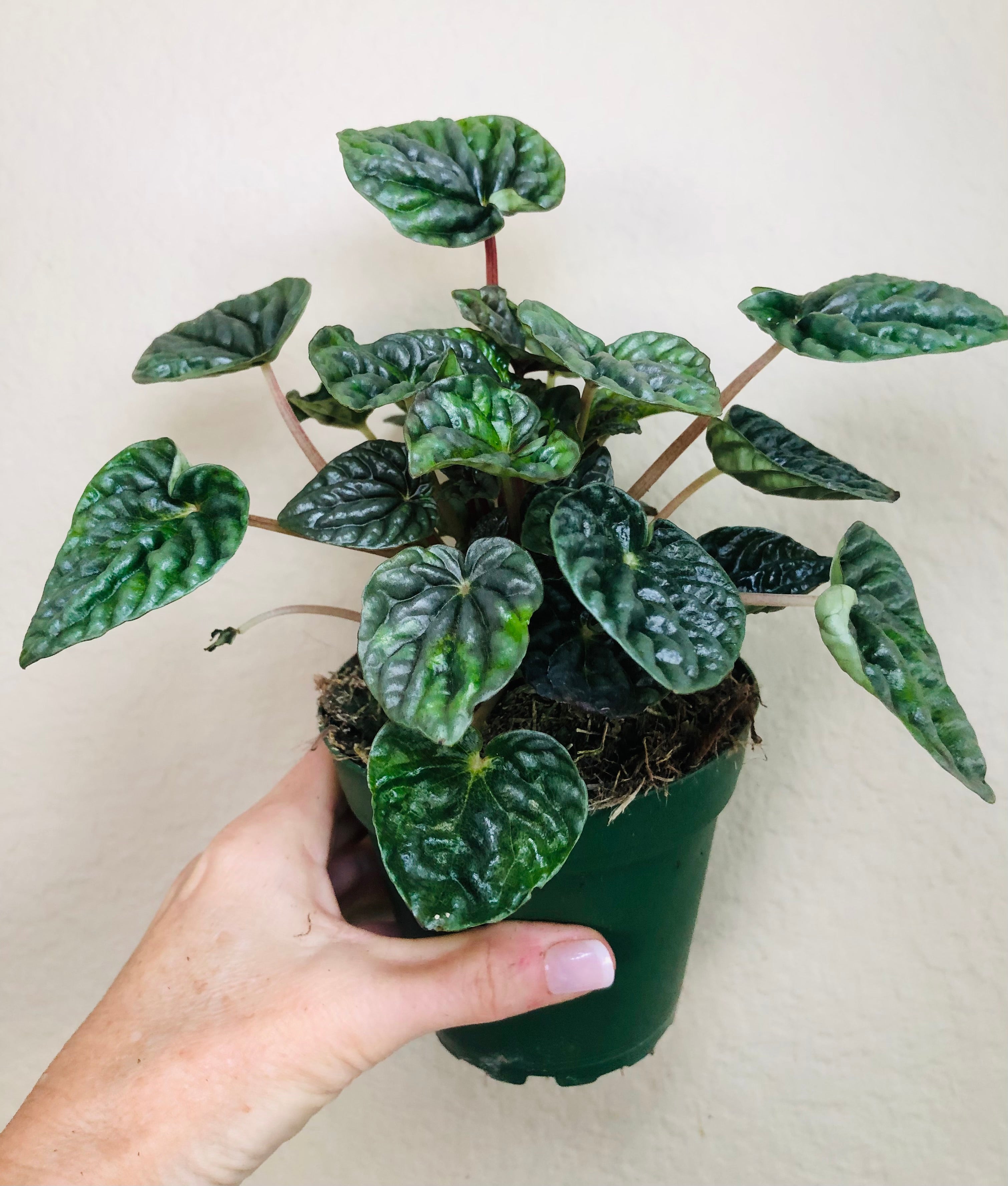 Peperomia 'Luna Grey'