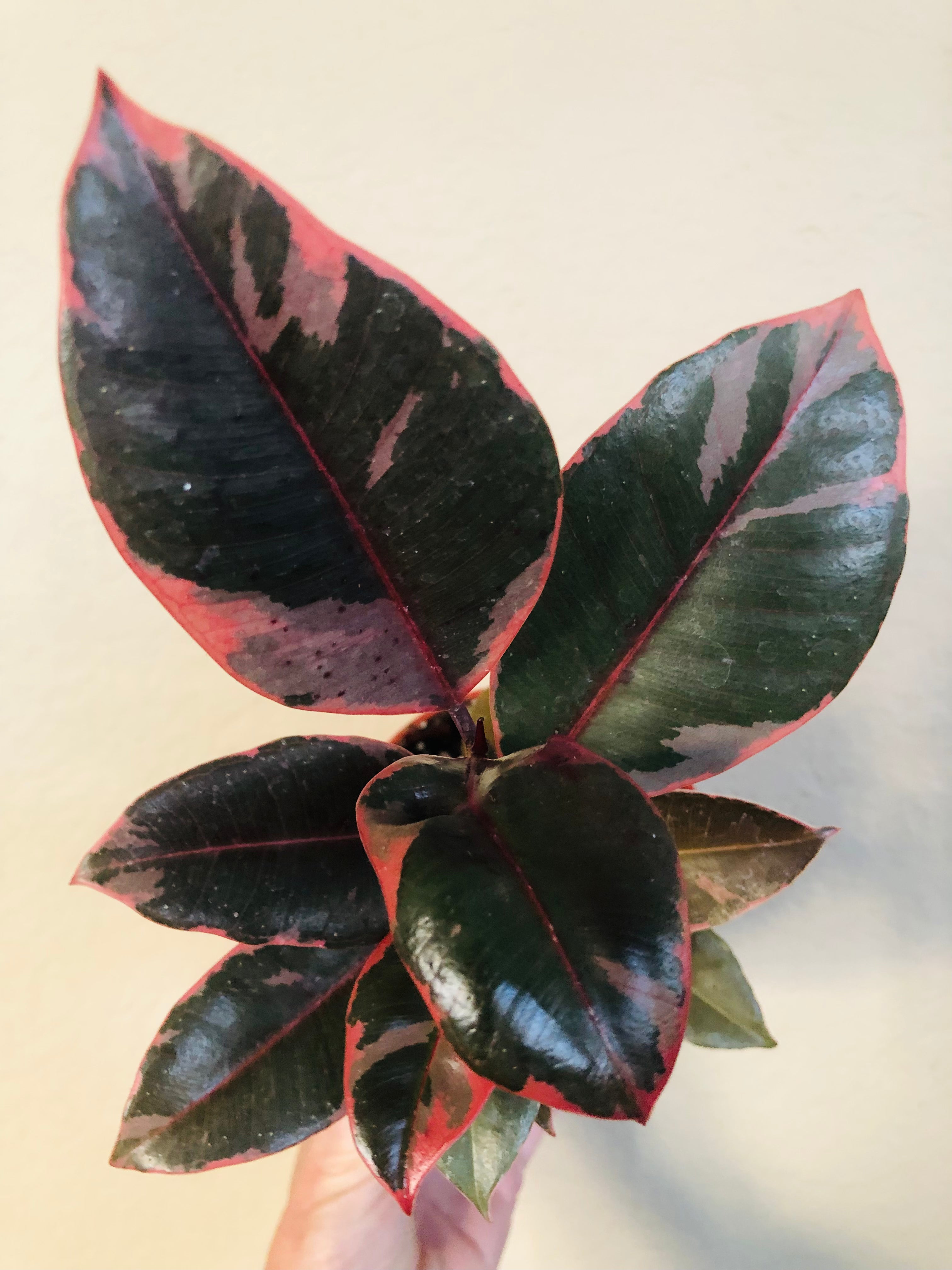 Ficus Decora 'Ruby'