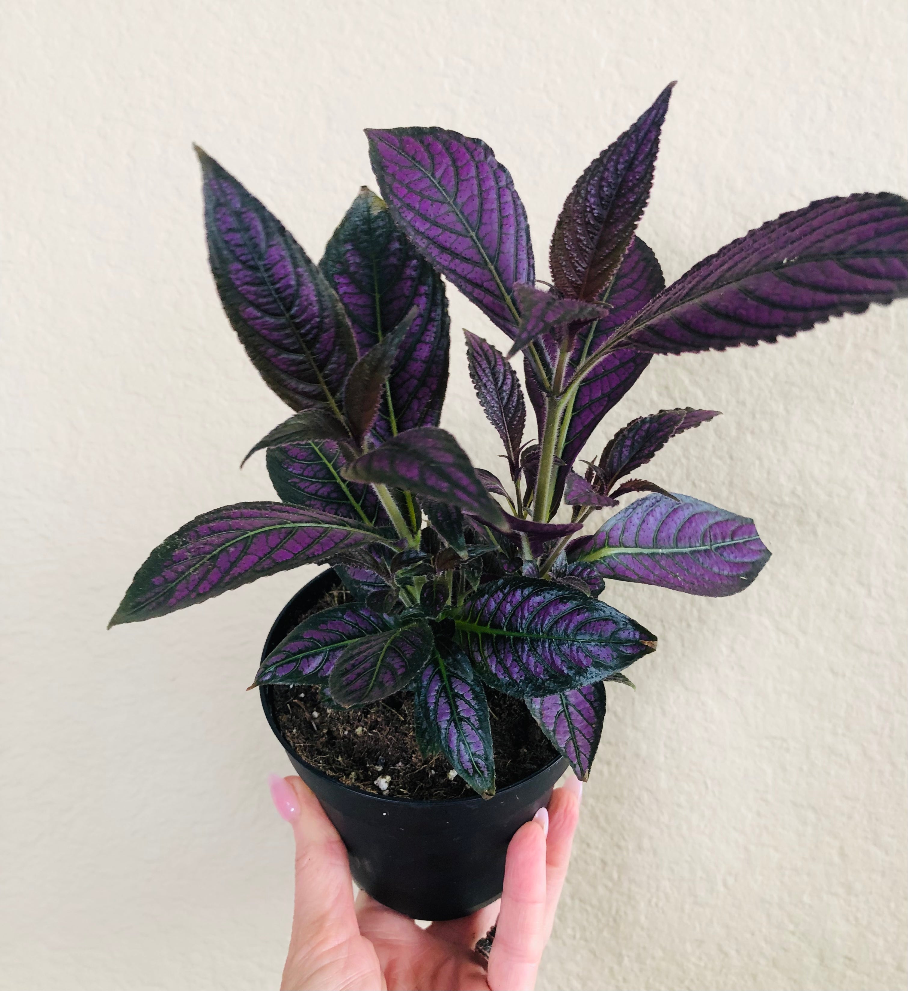 Strobilanthes Persian Shield