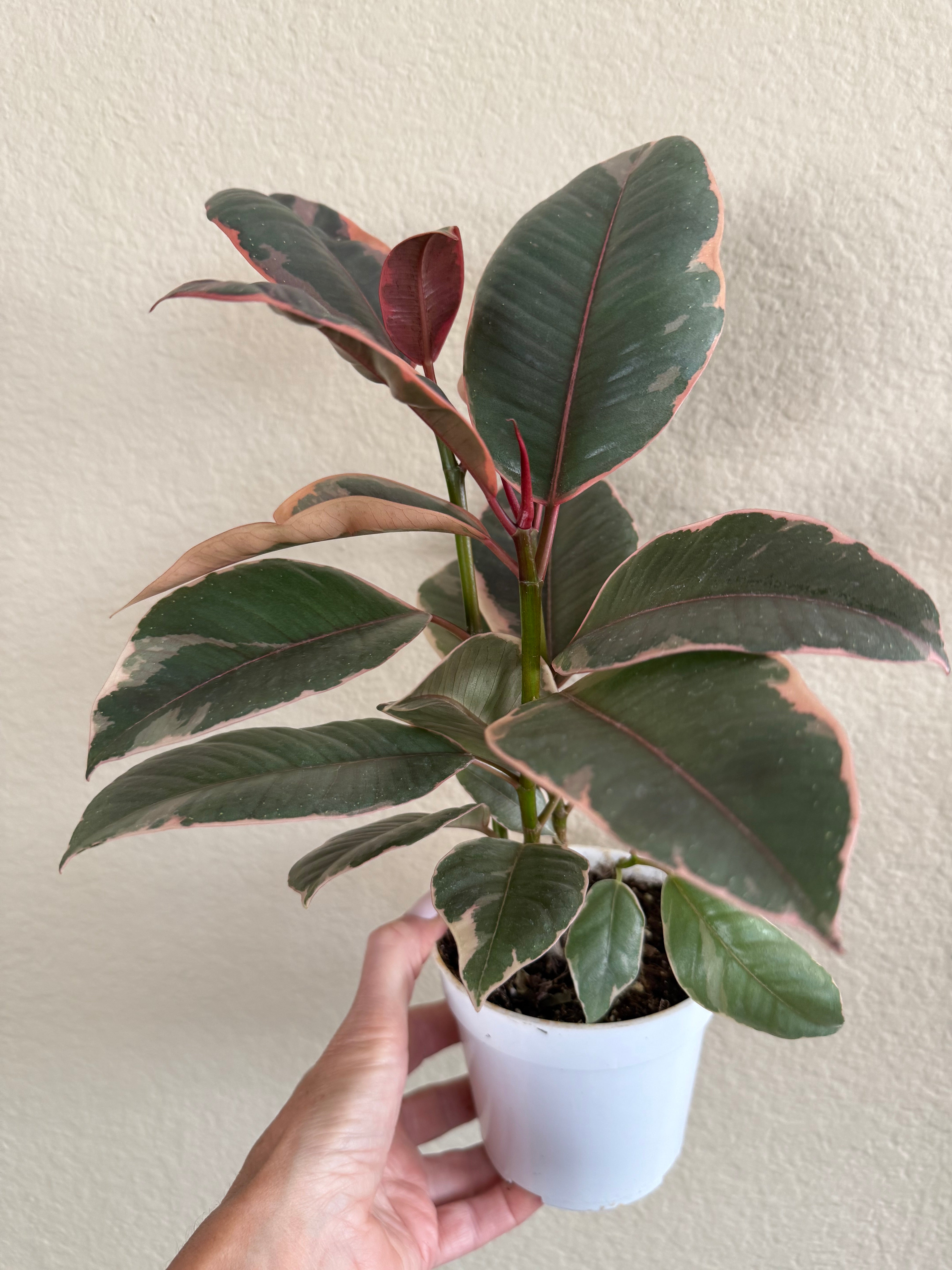 Ficus Decora 'Ruby'